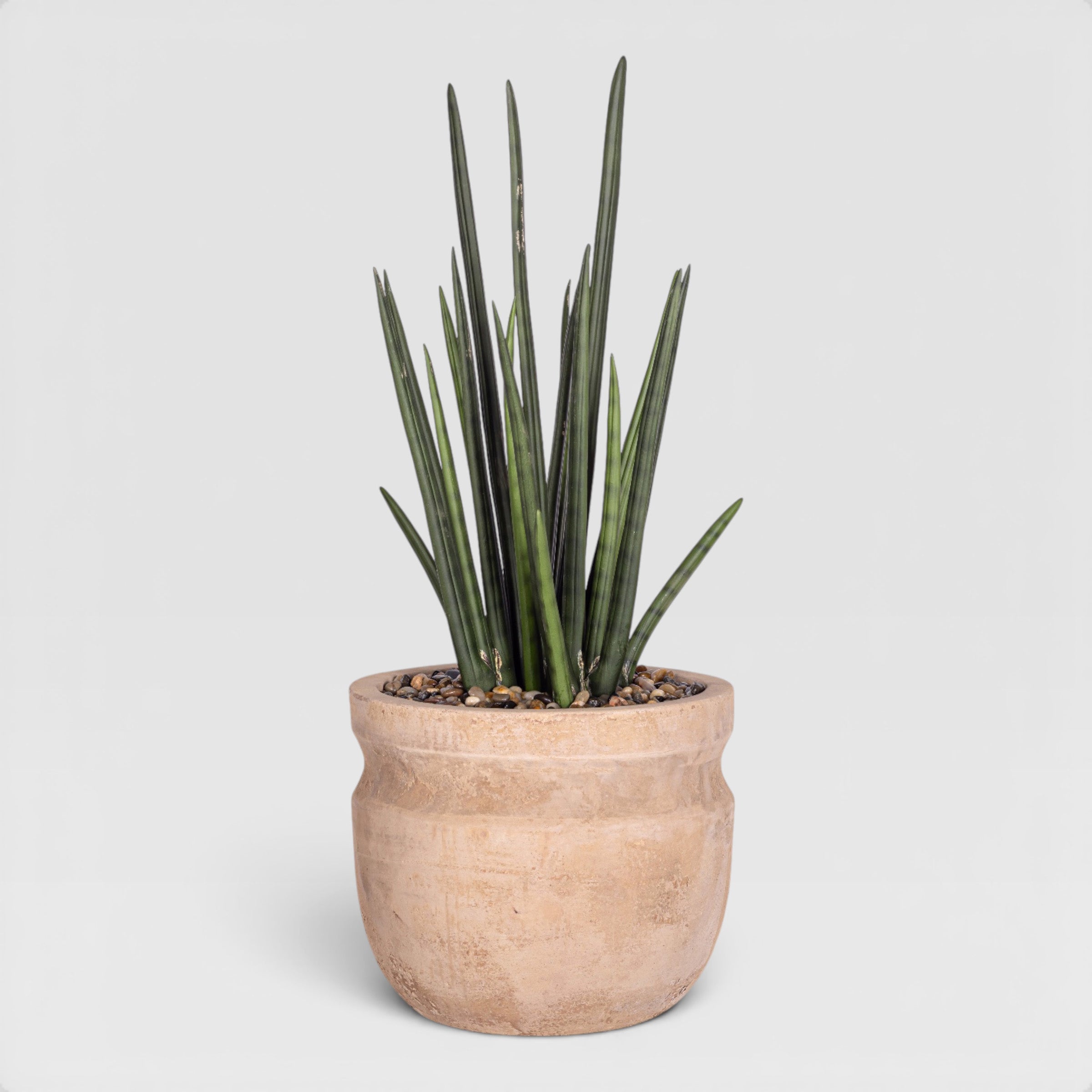 8" Romeo Pot with Snake Stem Arrangement AR1947