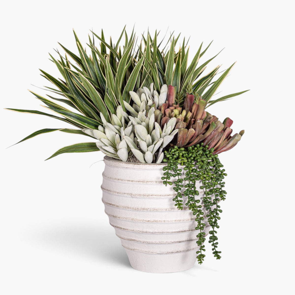 Roma Pot with Succulent Arrangement AR1959