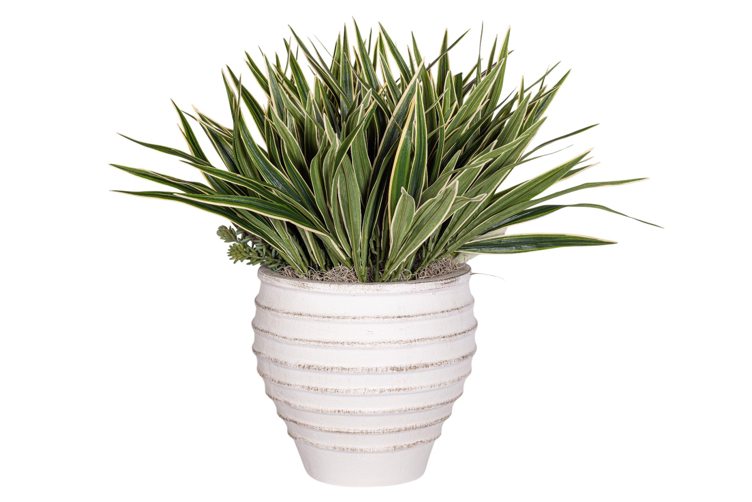 Roma Pot with Succulent Arrangement AR1959