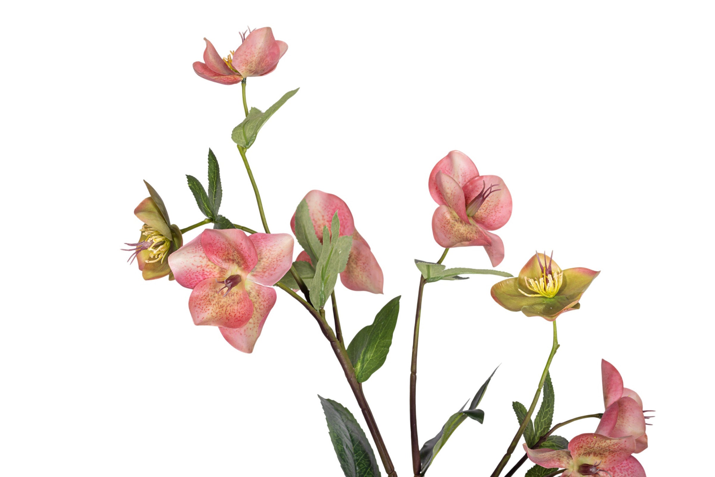 Titan Pot with Orchid Arrangement AR1967