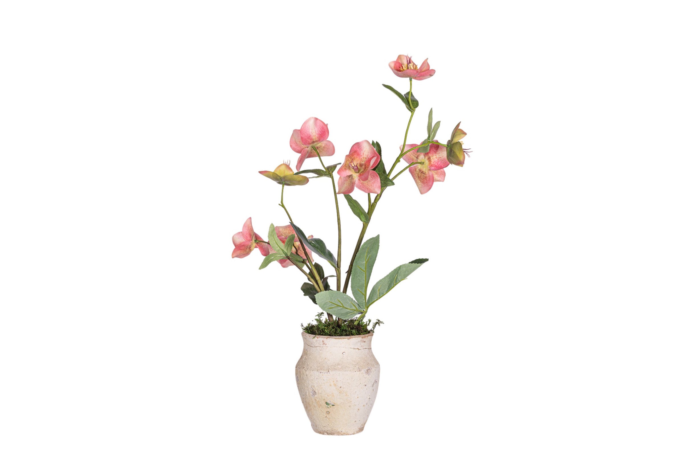 Titan Pot with Orchid Arrangement AR1967