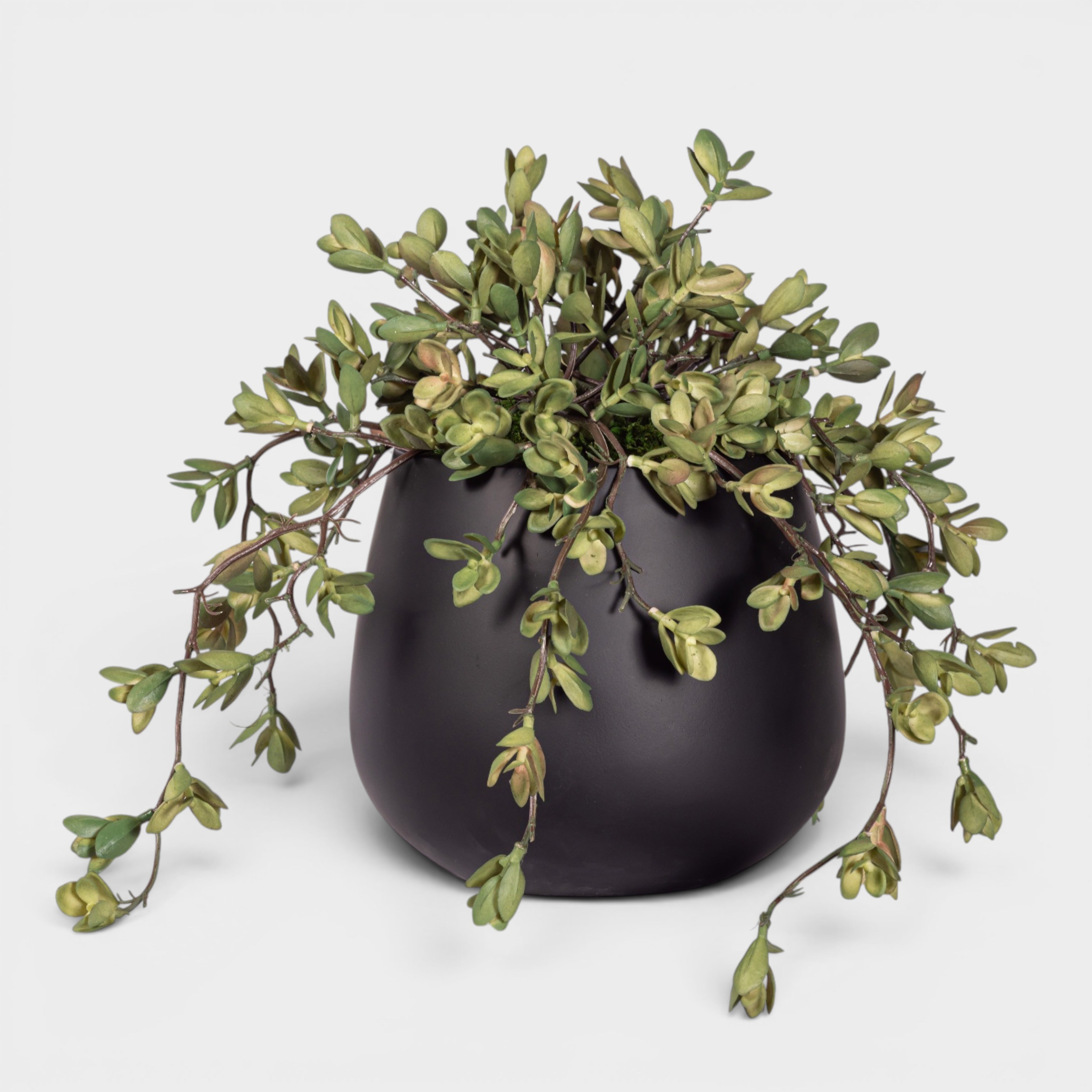 9" Gail Pot with Trailing Succulent Arrangement AR1975