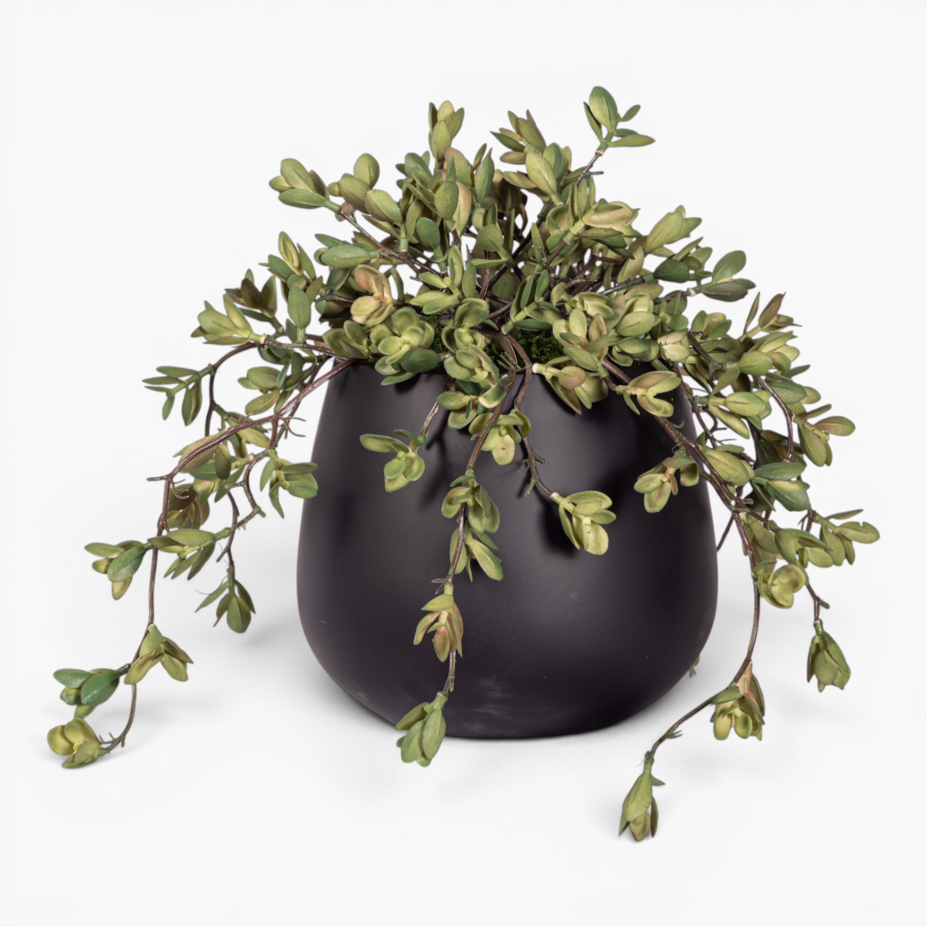 9" Gail Pot with Trailing Succulent Arrangement AR1975