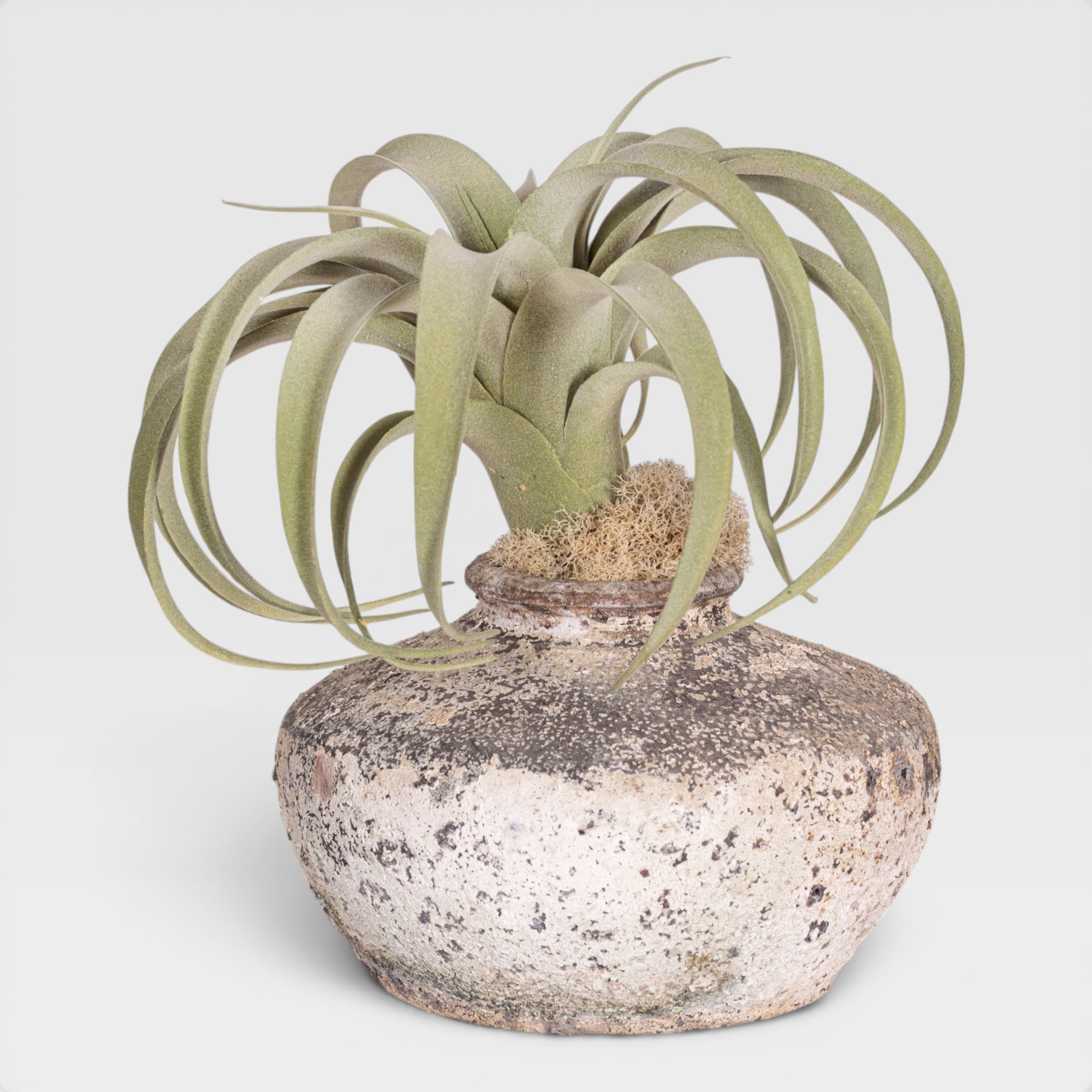 12" Loen Pot with Airplant Arrangement AR1977