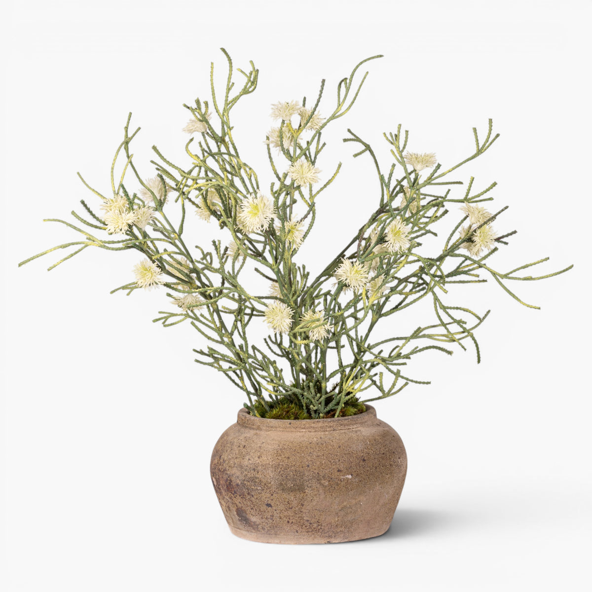 Esther Pot with Spider Flower Arrangement AR1979