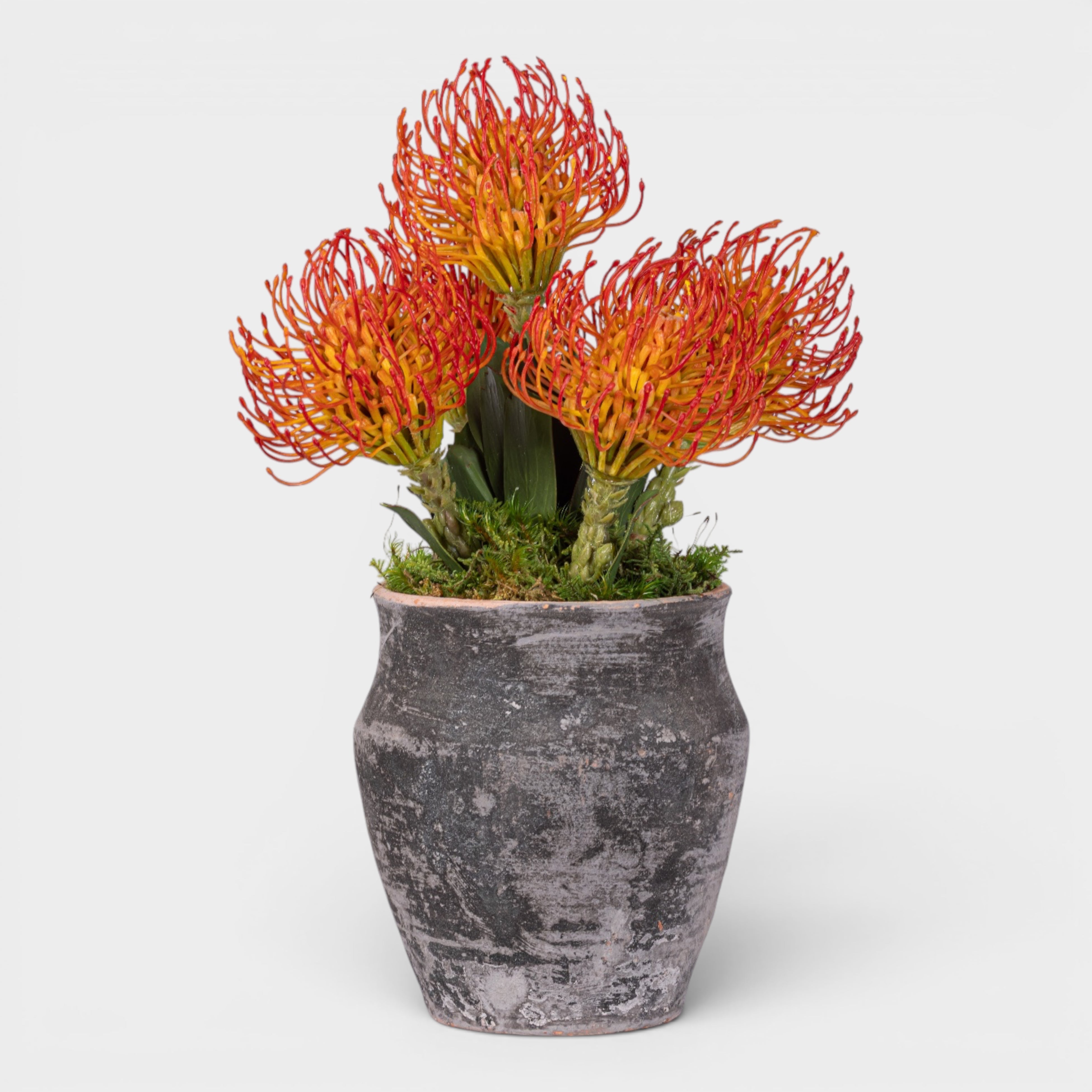 8" Titan Pot with Protea Arrangement AR1981