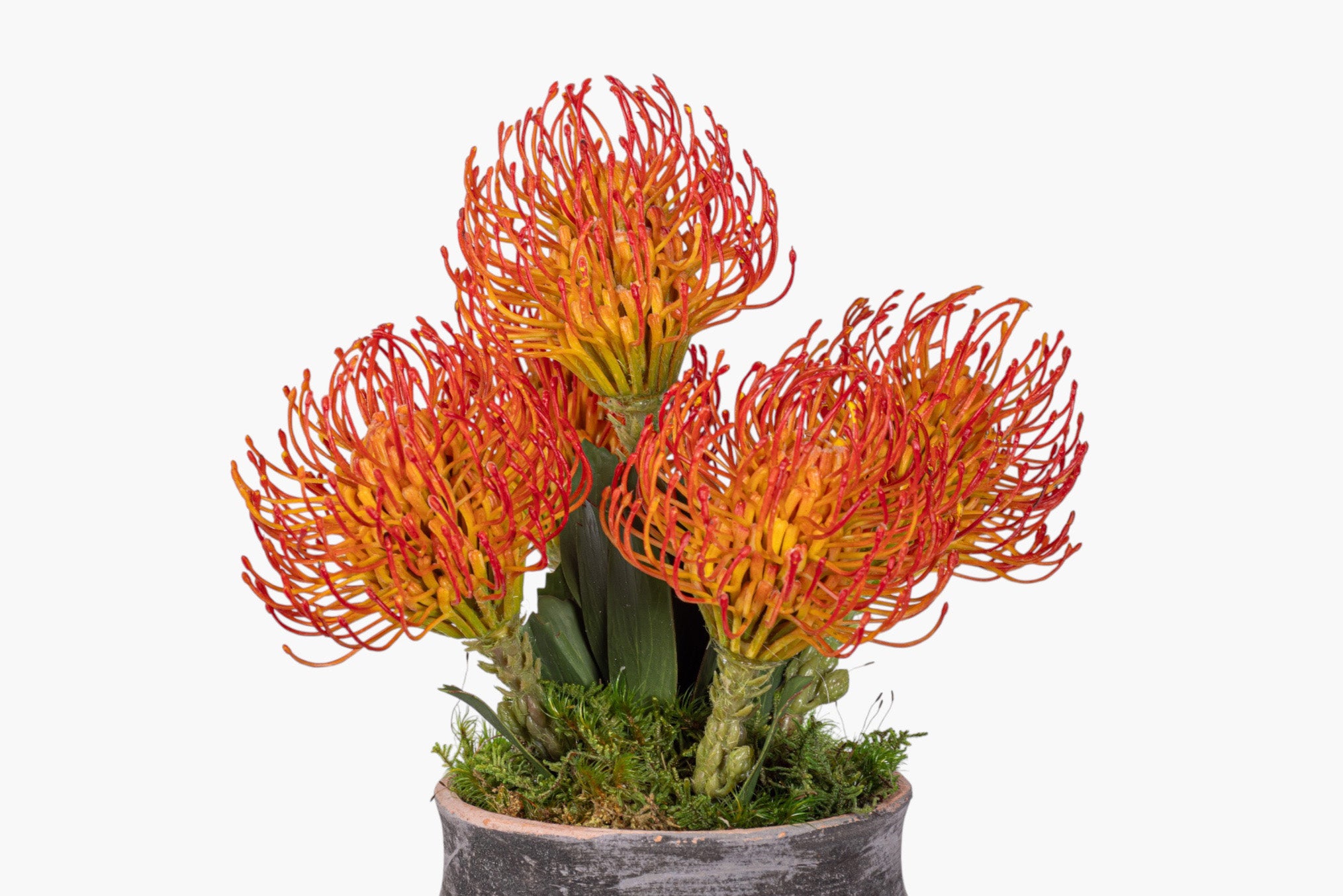 8" Titan Pot with Protea Arrangement AR1981