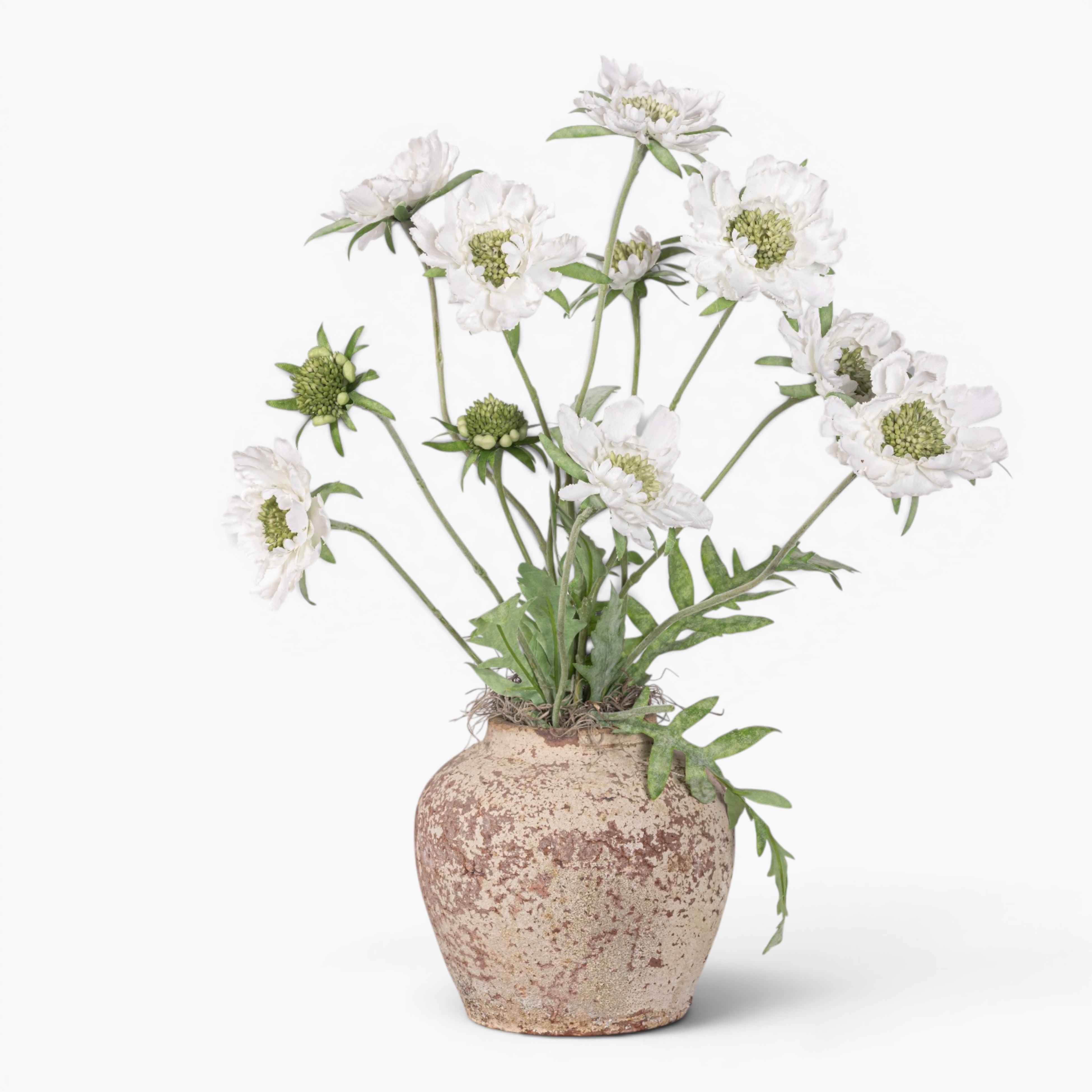 Haley Pot with Scabiosa Floral Arrangement AR1990