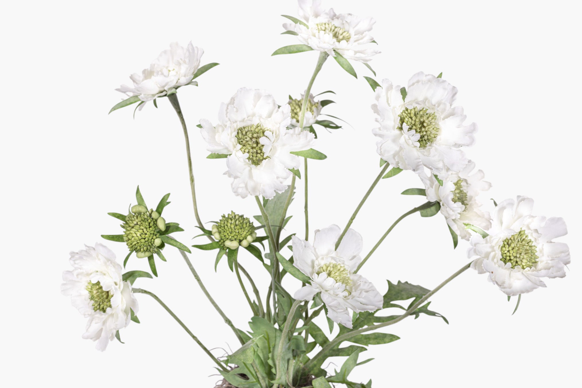 Haley Pot with Scabiosa Floral Arrangement AR1990