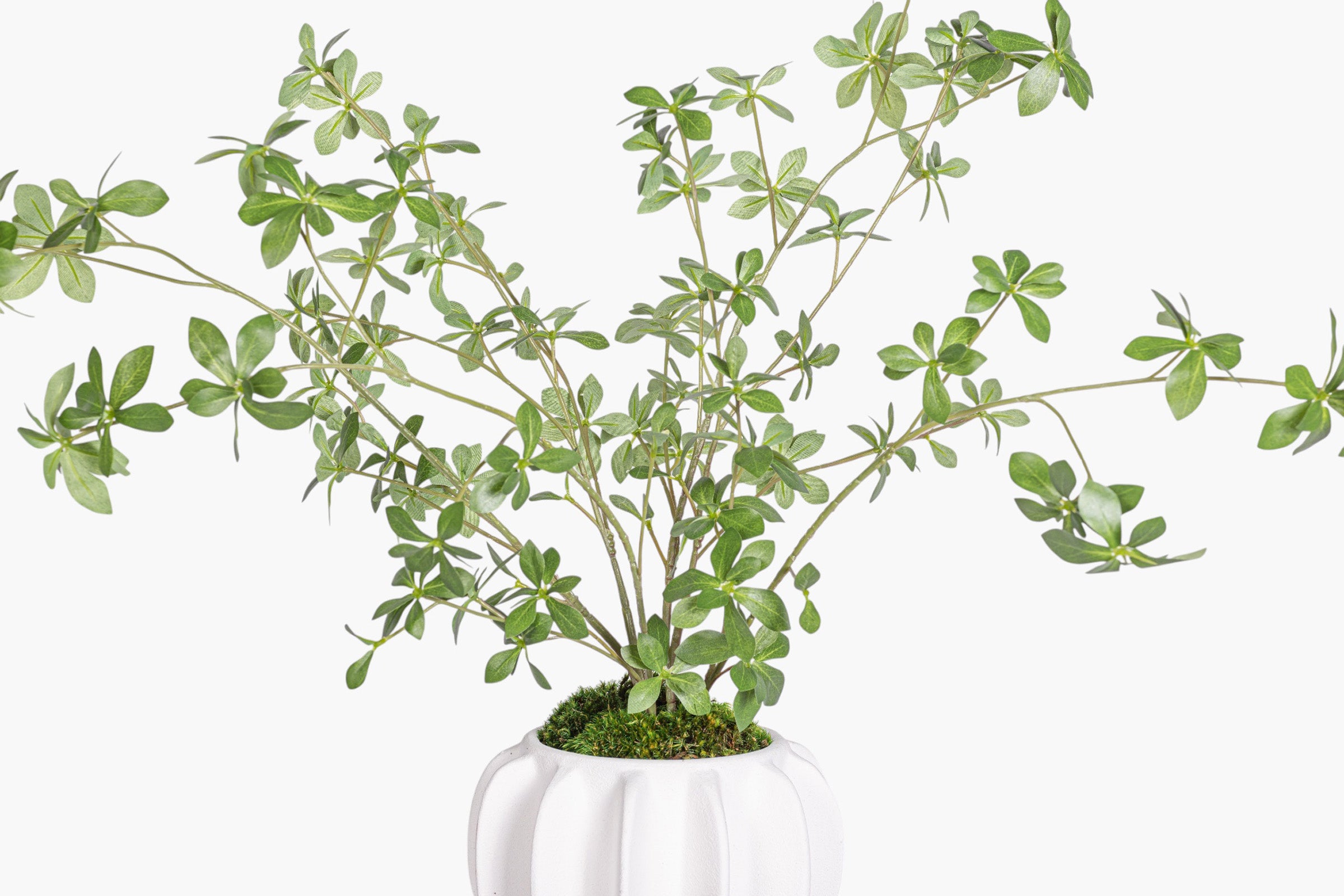 Luna Pot with Greenery Arrangement AR1996