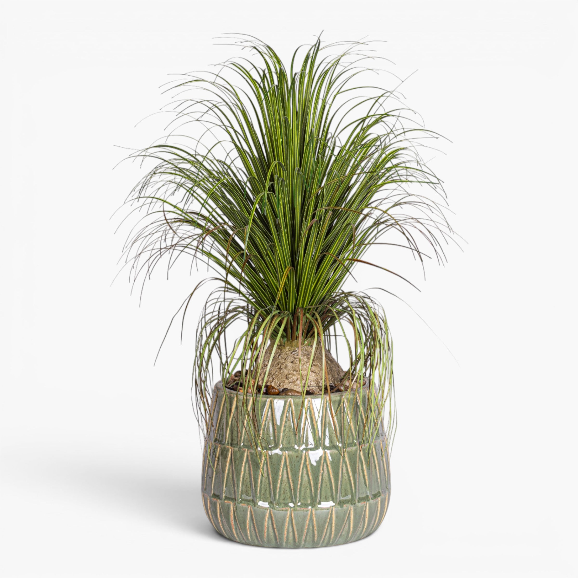 Jade Planter with Ponytail Palm Arrangement AR2008