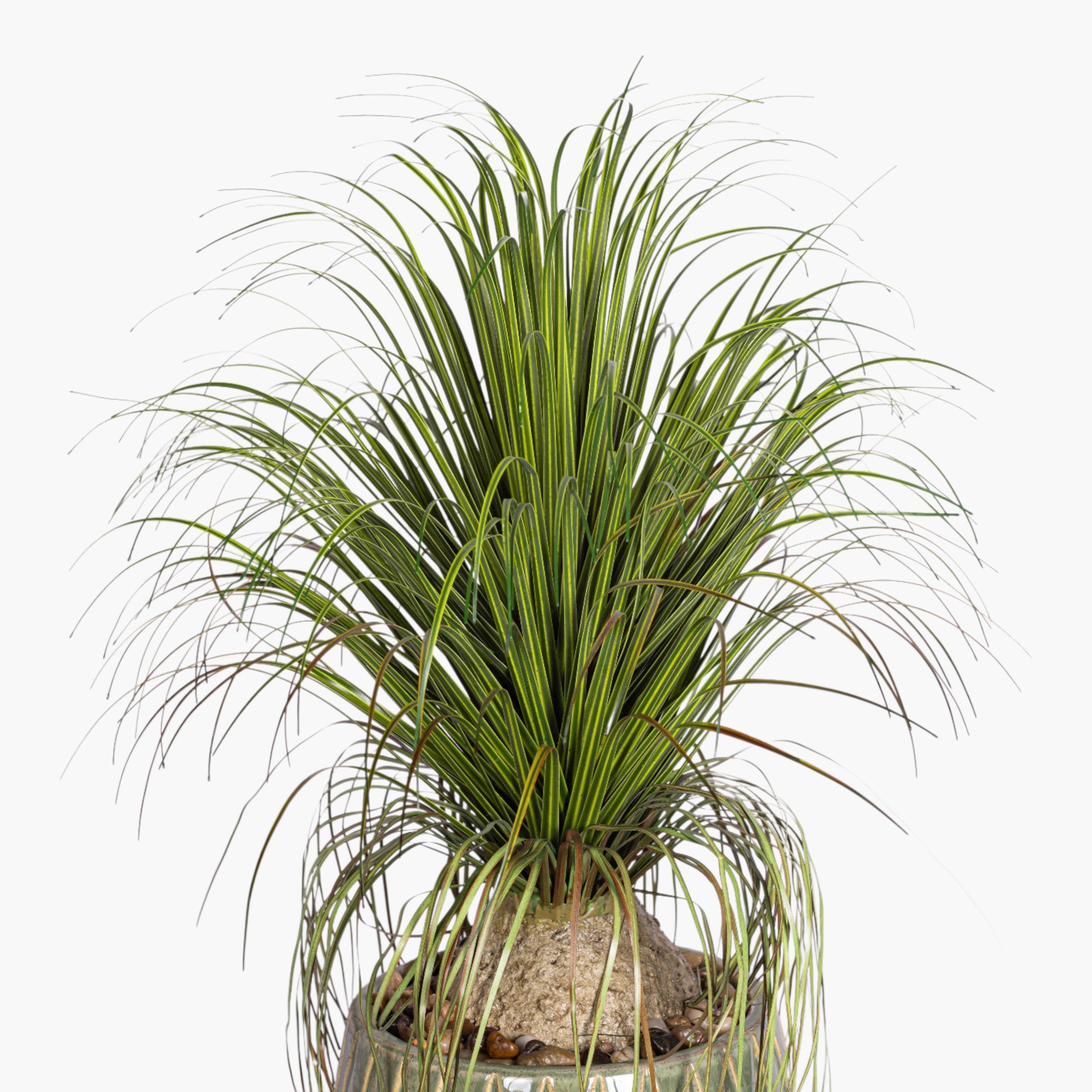 Jade Planter with Ponytail Palm Arrangement AR2008