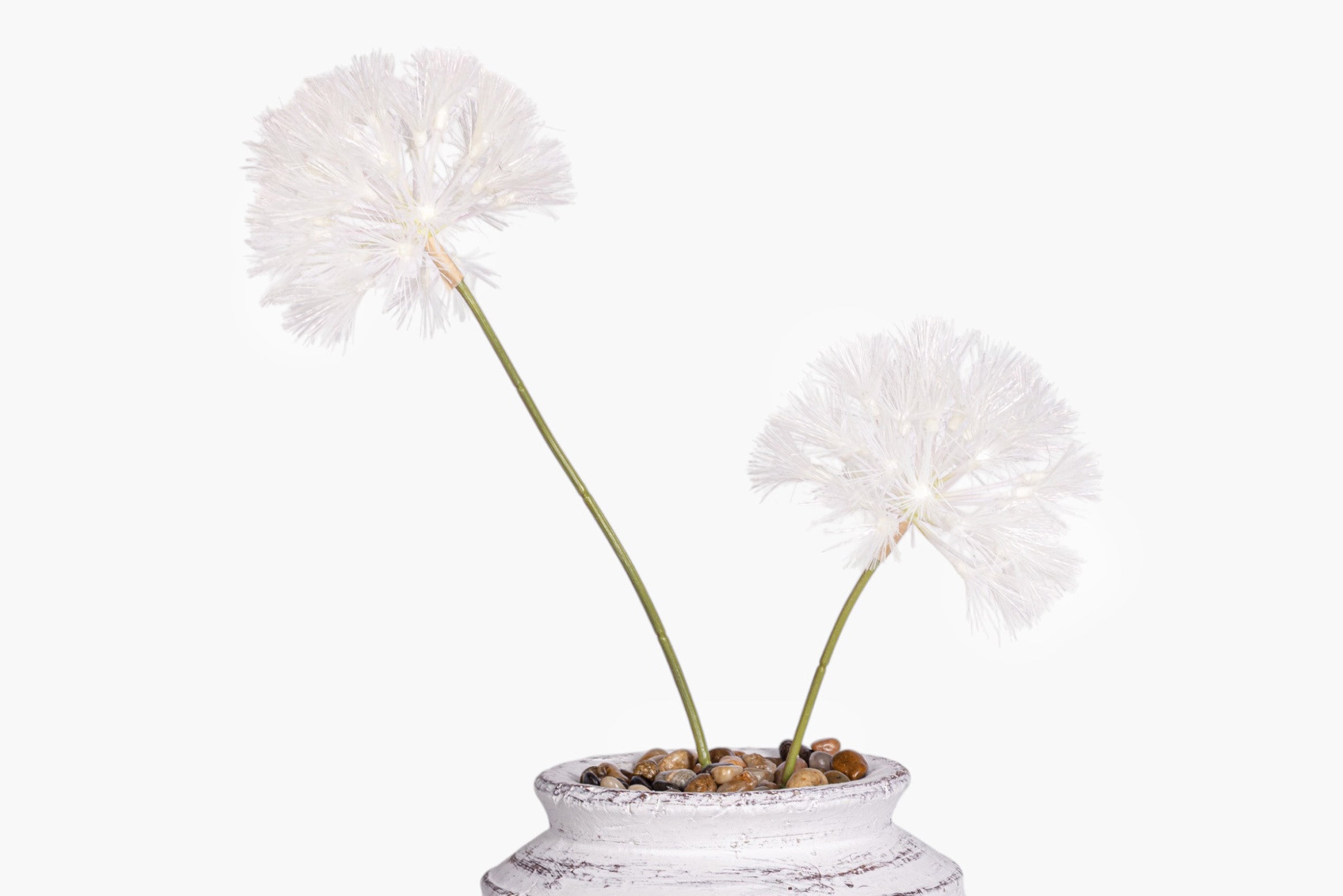 Bella Pot with Dandelion Arrangement AR2017
