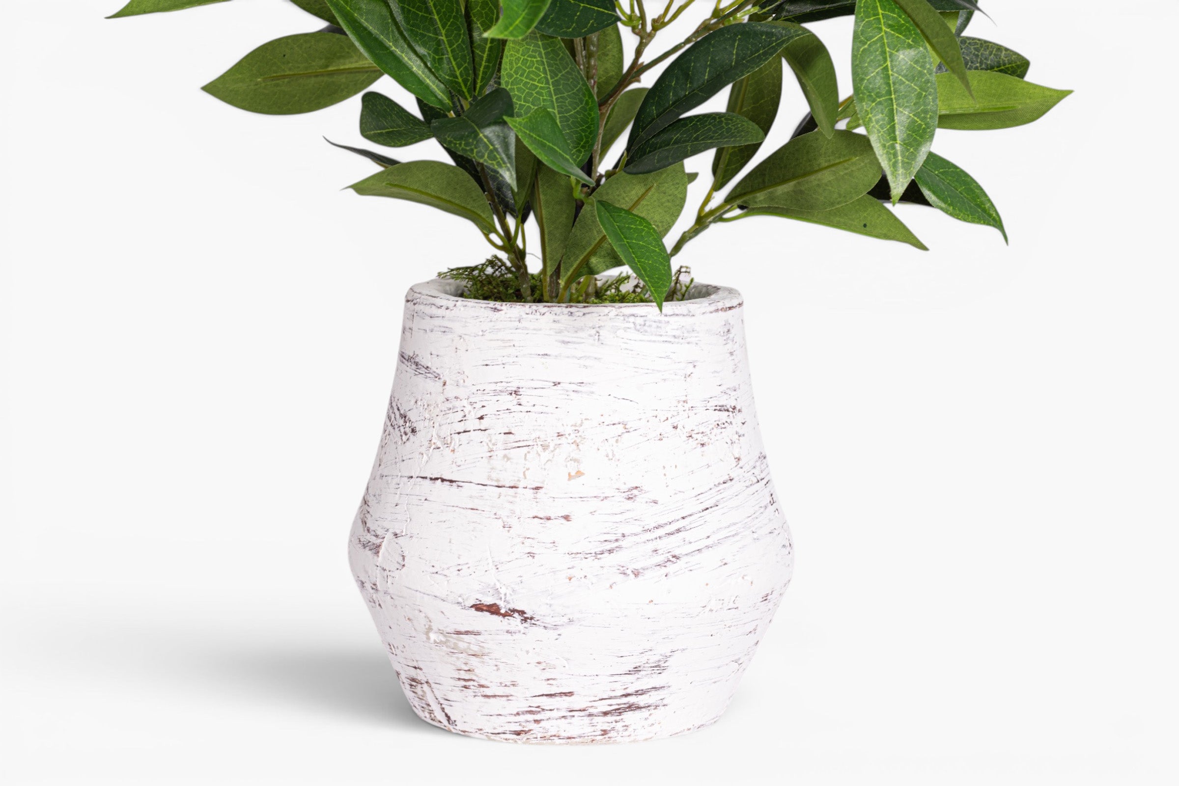 Bella Pot with Bay Leaf Arrangement AR2018