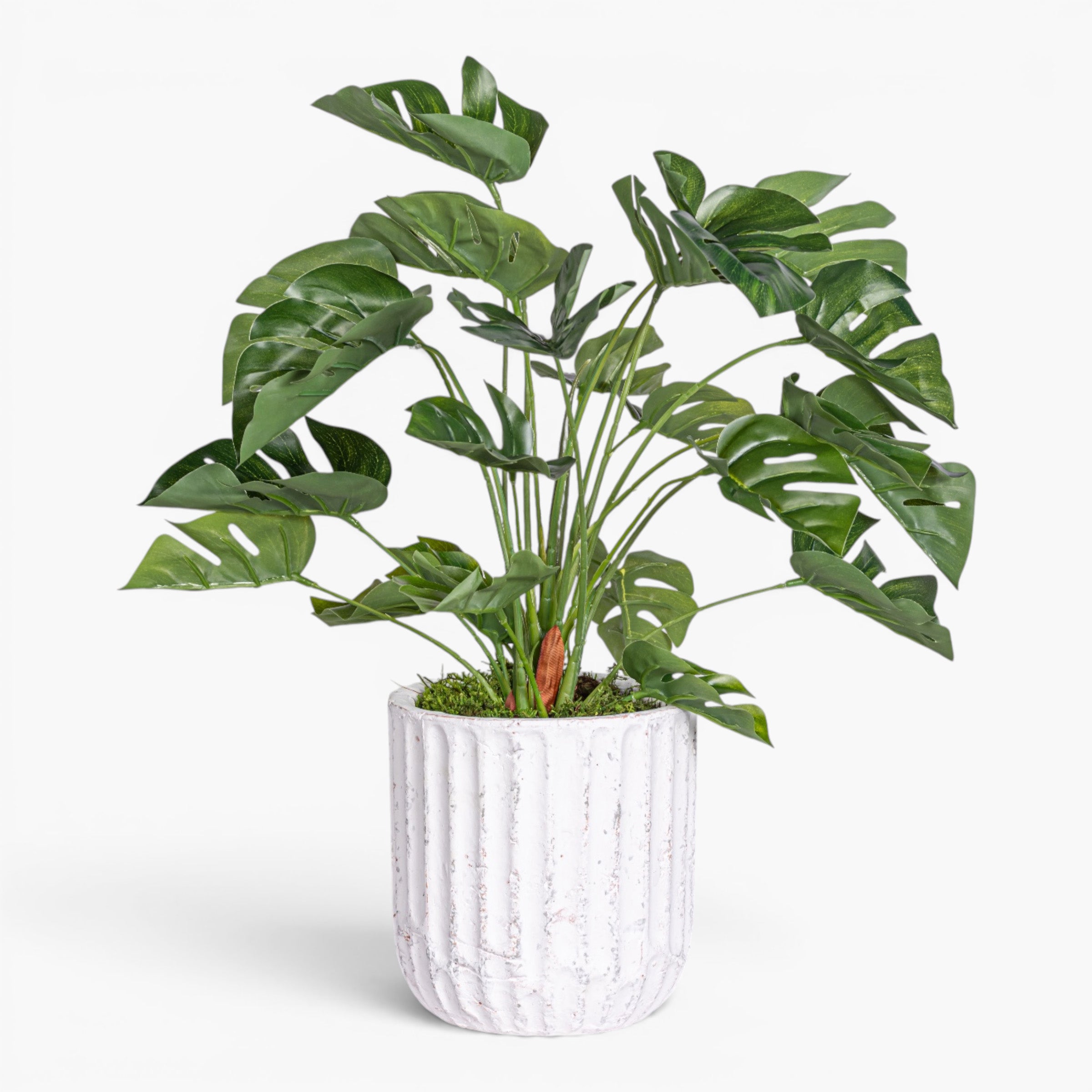 Margo Pot with Philodendron Arrangement AR2020