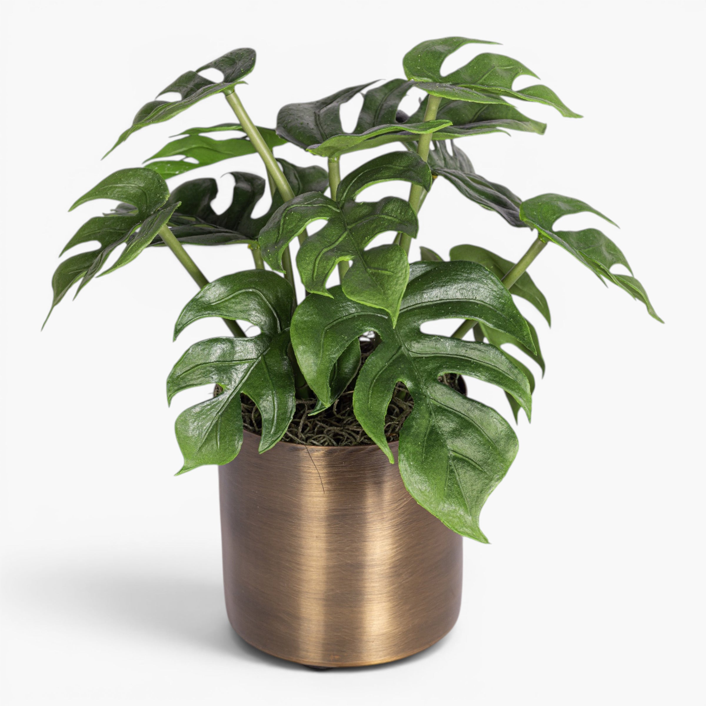 Taryn Planter with Monstera Arrangement AR2039