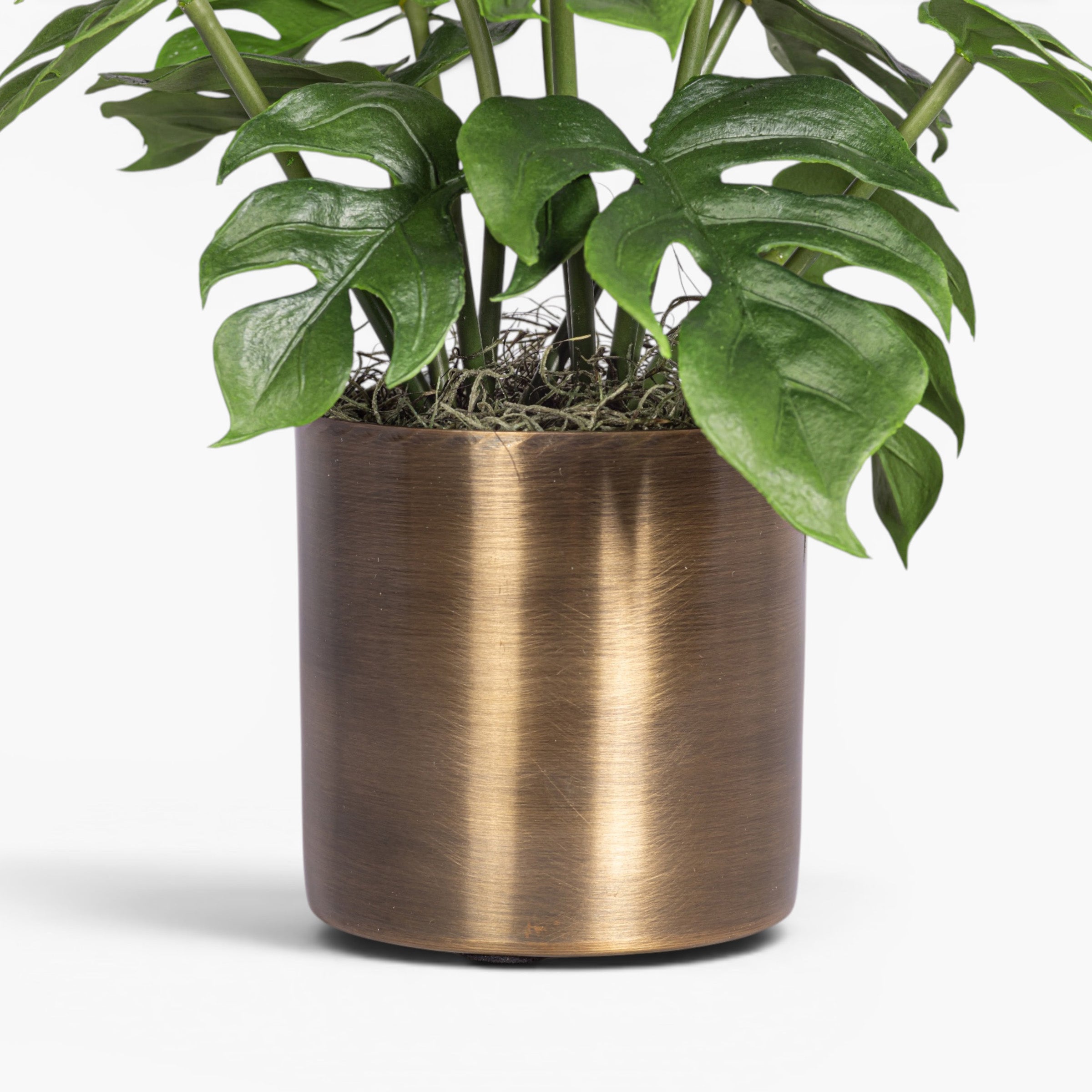 Taryn Planter with Monstera Arrangement AR2039