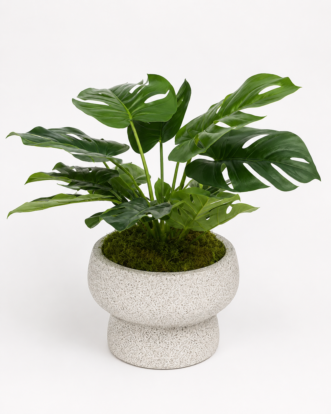 Shroom Pot with Monstera Bush Arrangement AR2041