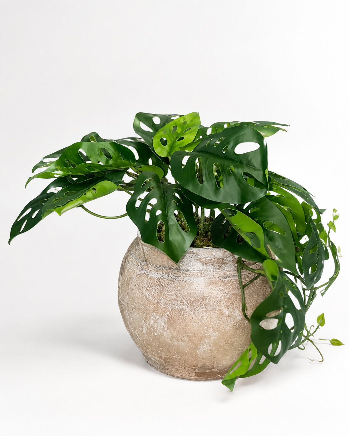 Nyx Pot with Monstera Arrangement AR2043