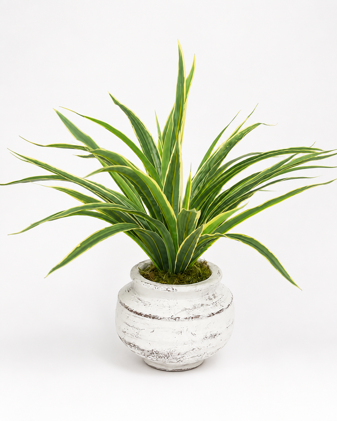 Bella Pot with Dracaena Bush Arrangement AR2044
