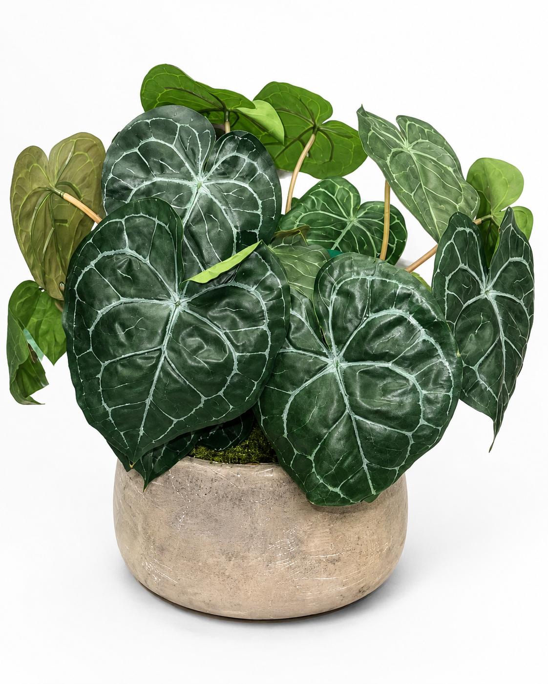 Riviera Bowl with Turtle Shell Arrangement AR2045
