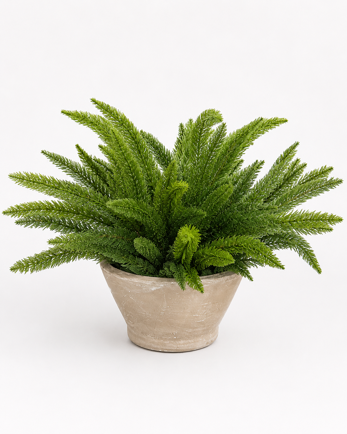 Oaxaca Bowl with Asparagus Fern Arrangement AR2046
