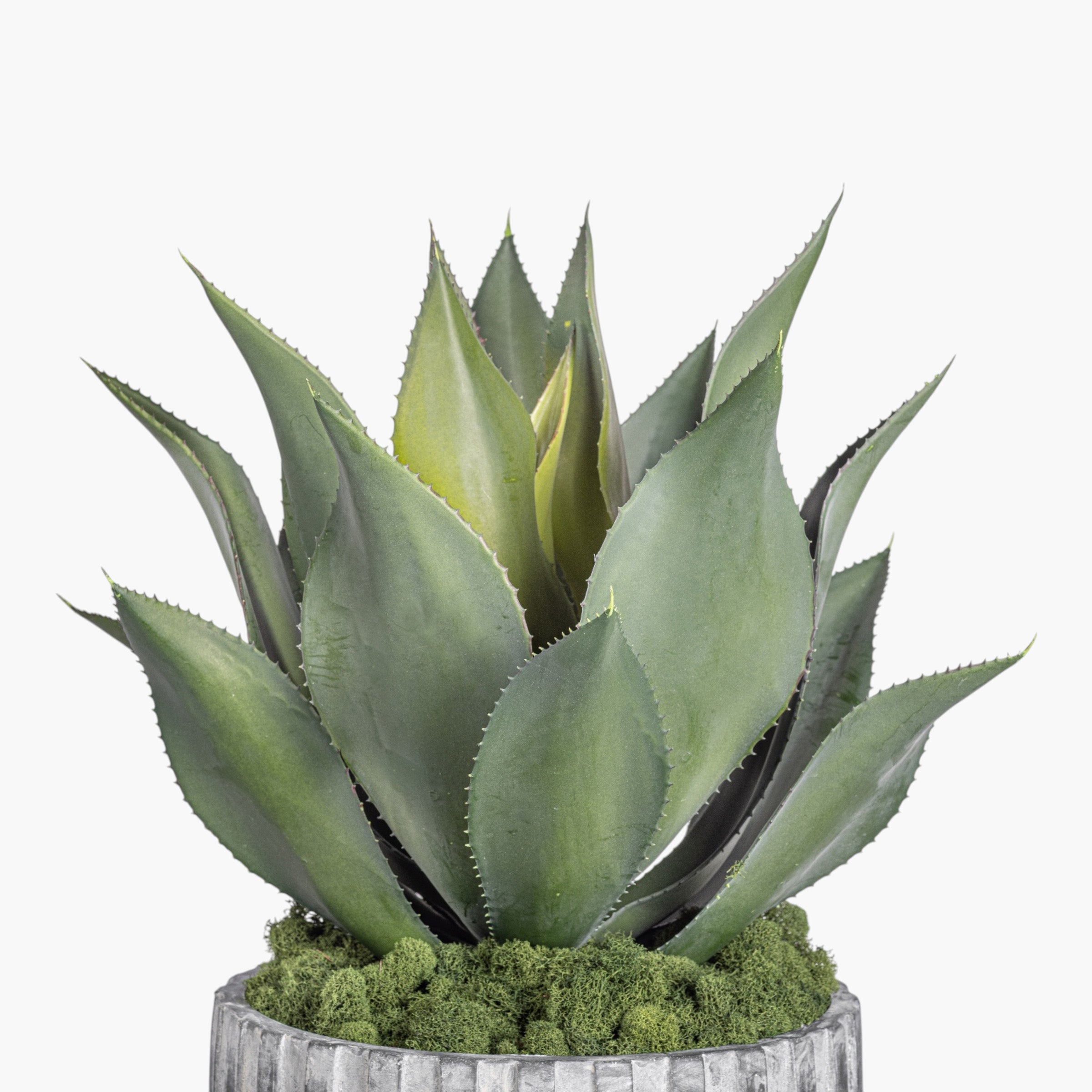 Bobby Planter with Agave Stem Arrangement AR2036
