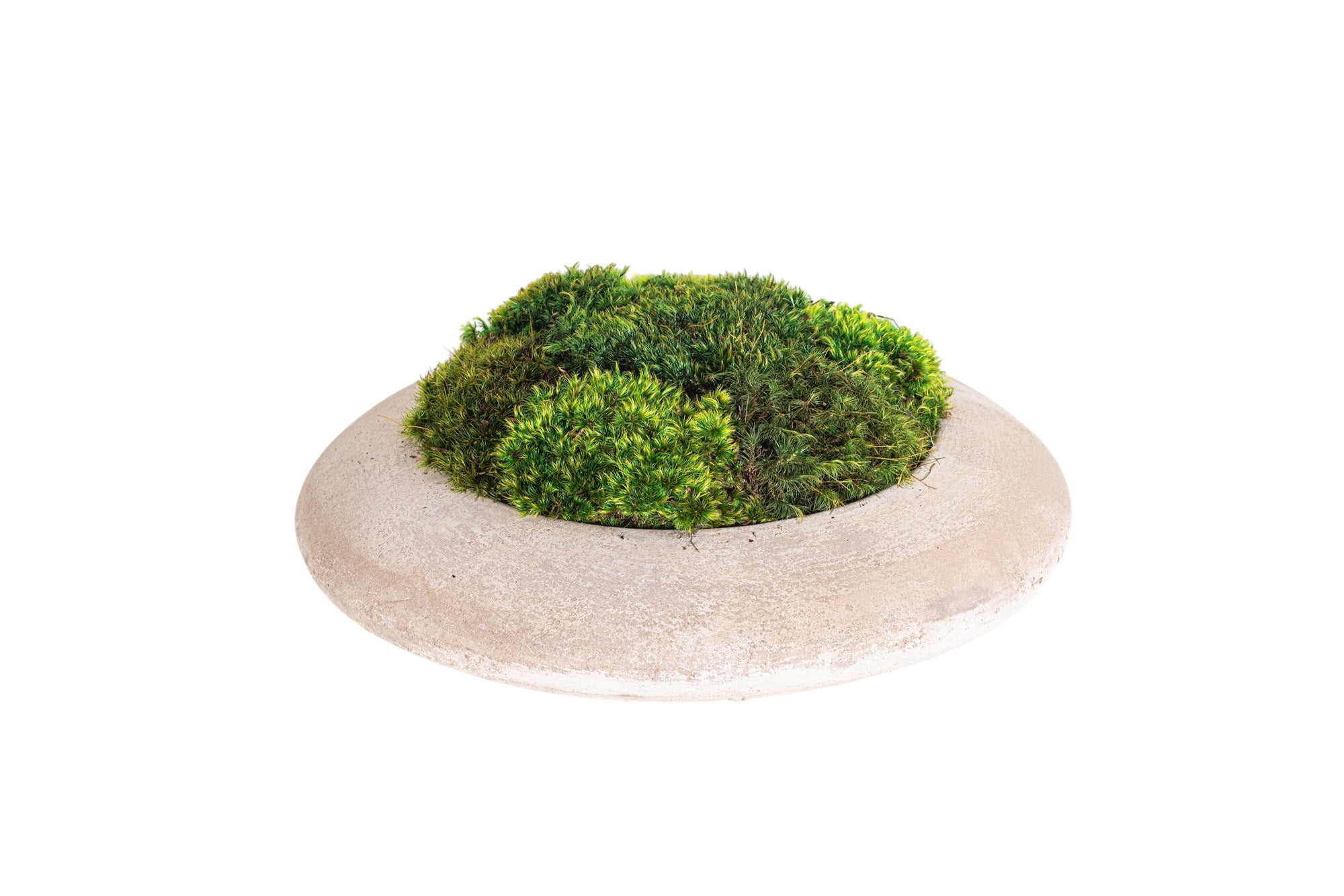 14" Flying Saucer with Mood Moss AR1181