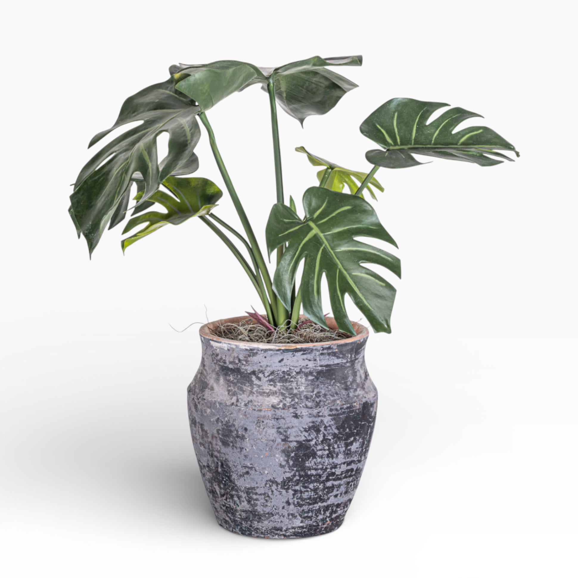 8" Titan Pot with Monstera Arrangement AR1383