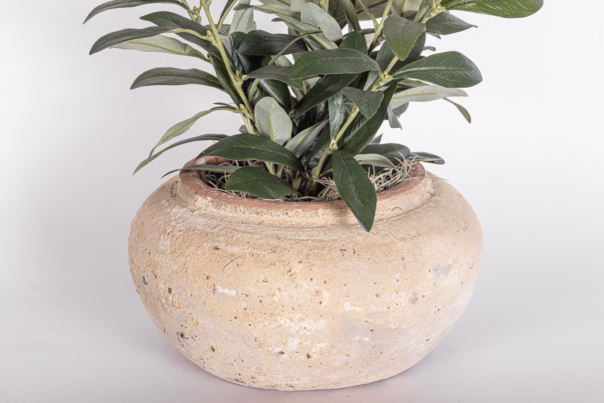 8" Esther Pot with Olive Arrangement
