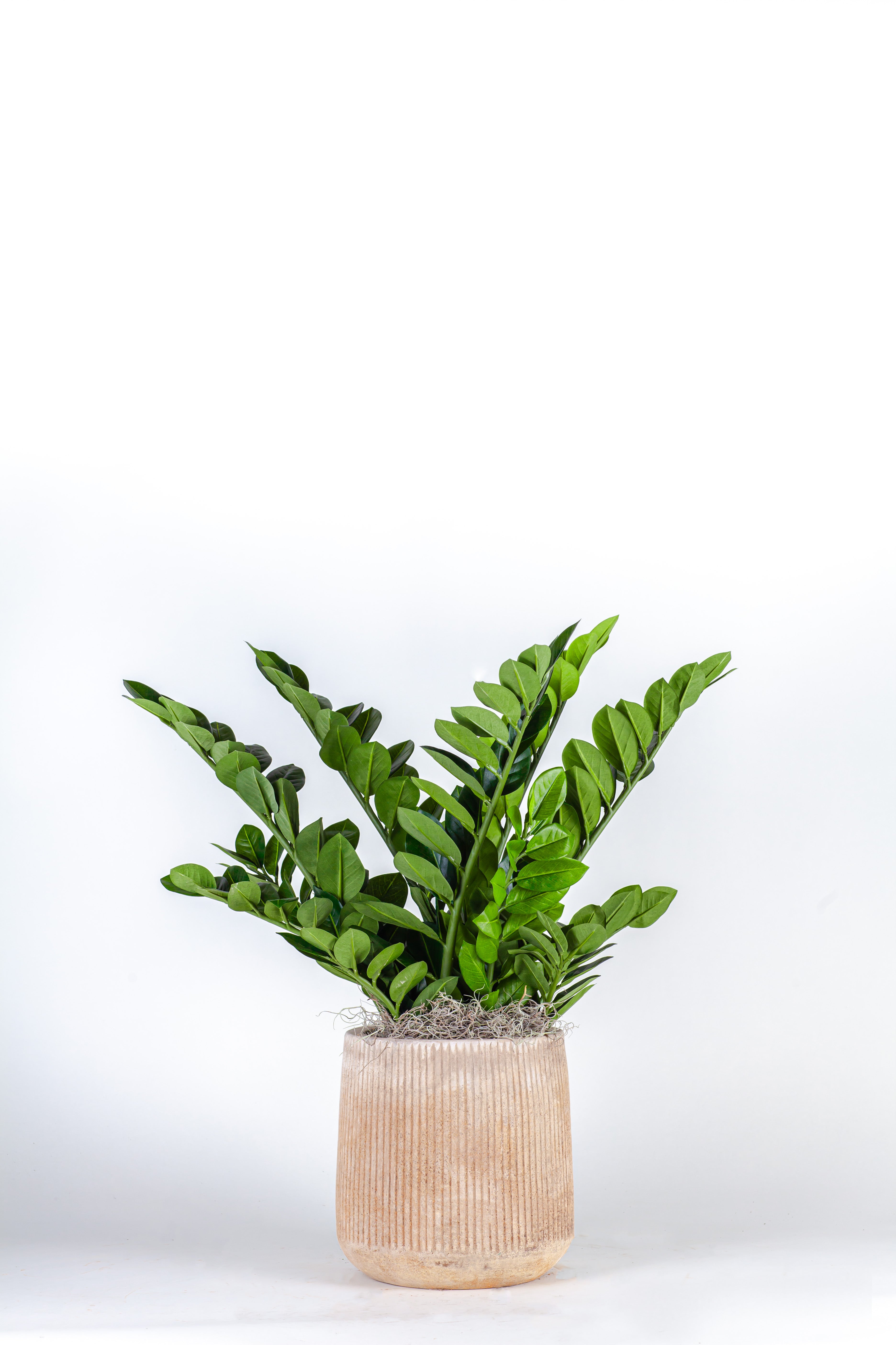 Kaden Terracotta Planter CN1308