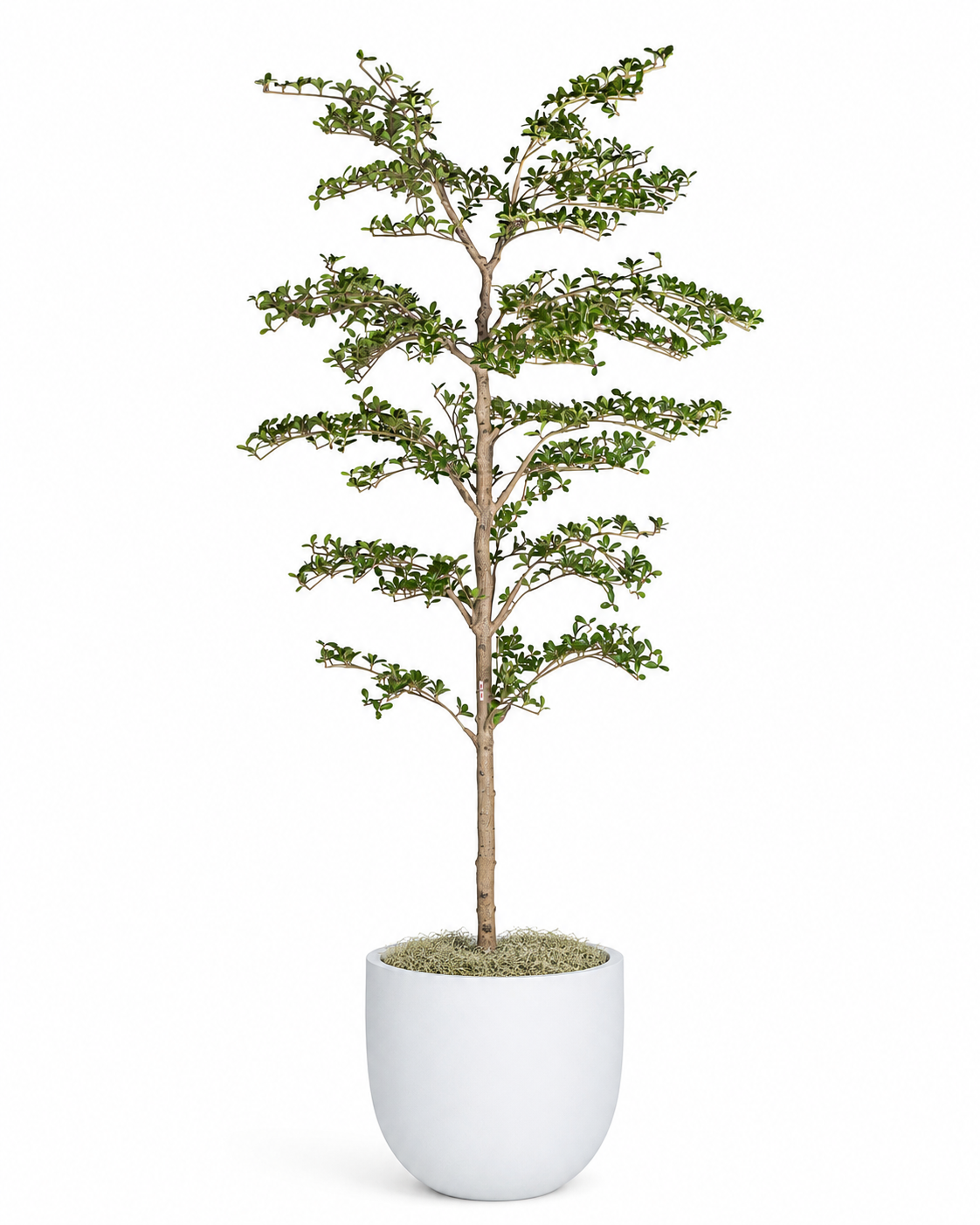 8' Shady Lady Tree in Large Peyton Planter with Spanish Moss