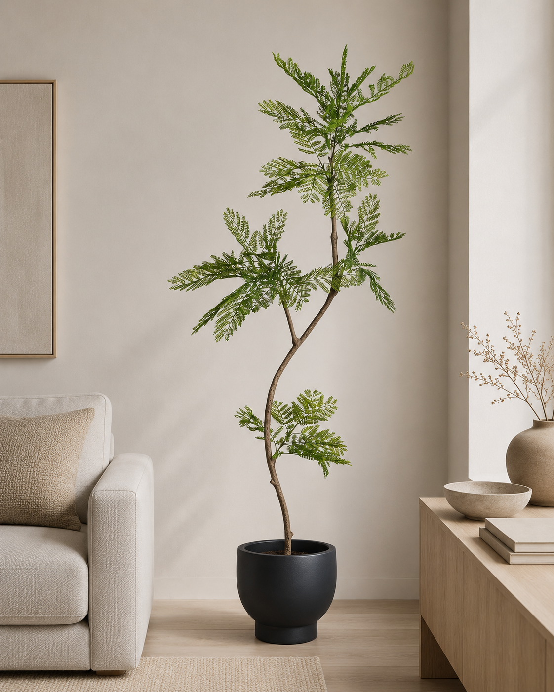 7.5' Mimosa Tree in Black Mack Compote Planter with Spanish Moss