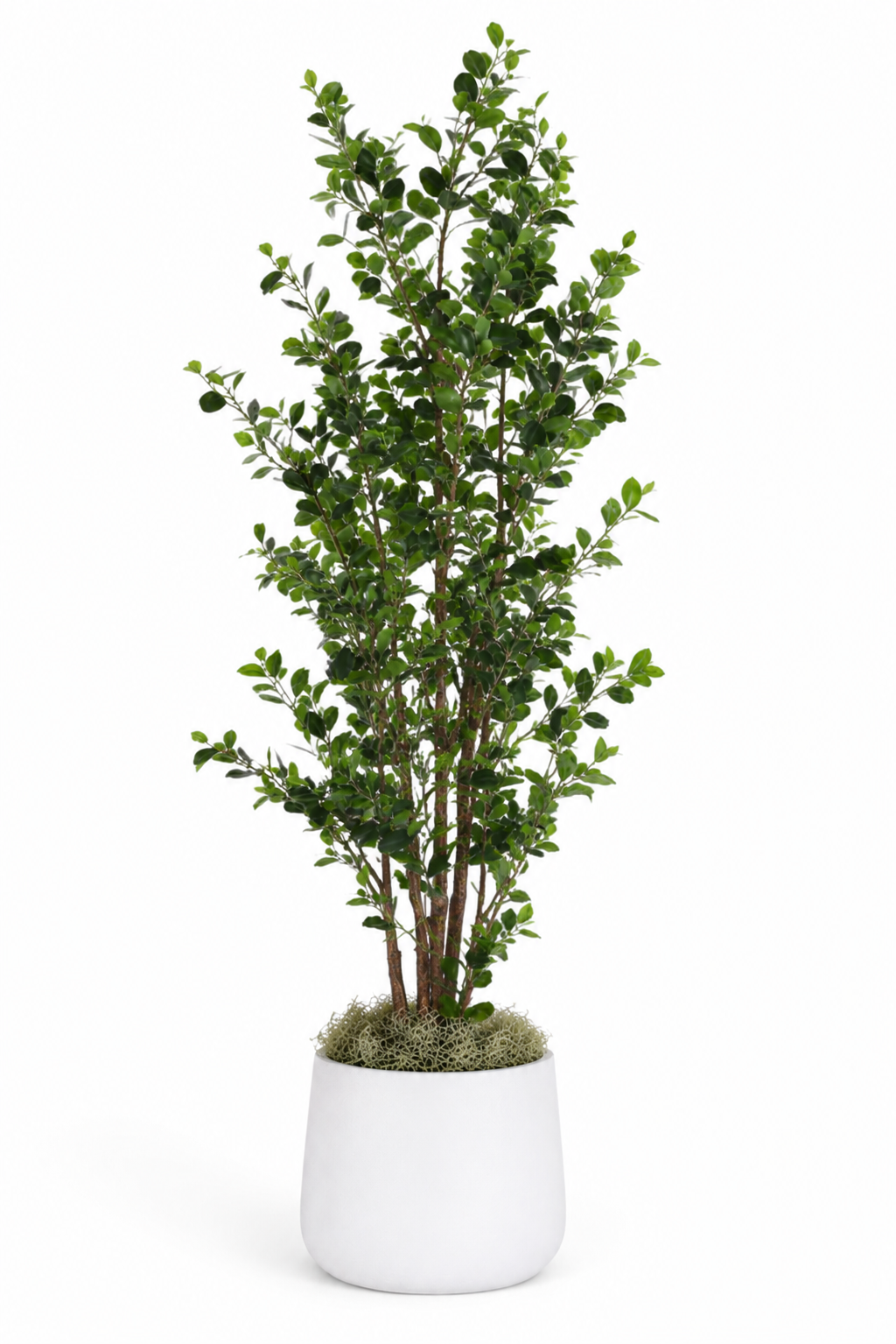 8' Ficus Tree in Cooper Planter Large PC1082