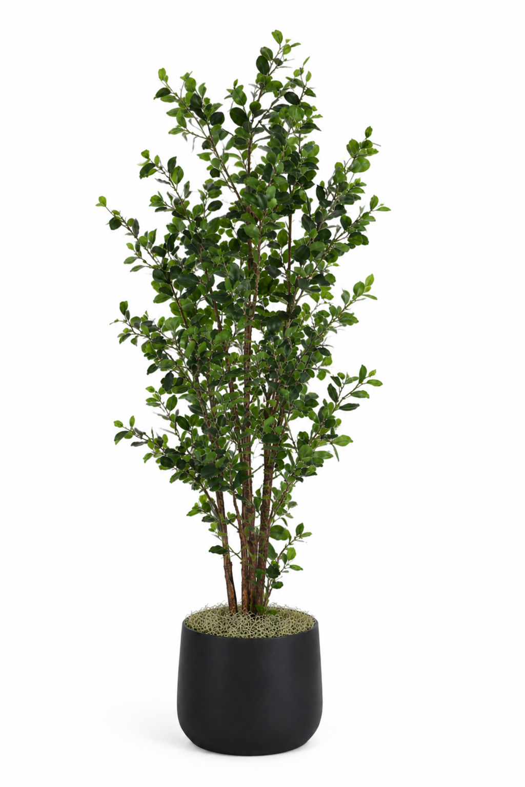 8' Ficus Tree in Cooper Planter Large PC1082