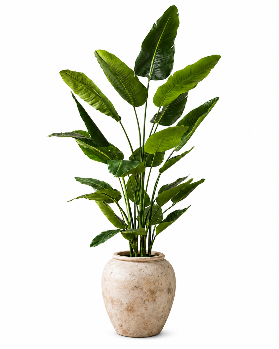 6.5' Bird of Paradise in Kai Planter Small with Spanish Moss