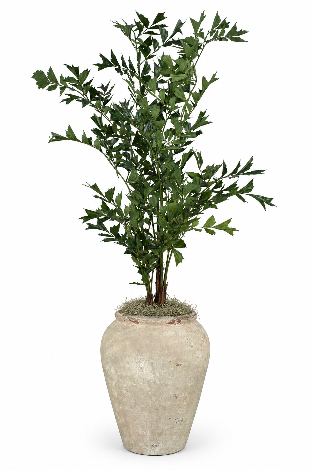 10' Fishtail Palm in Atlas Planter | PC1251CN1372LG