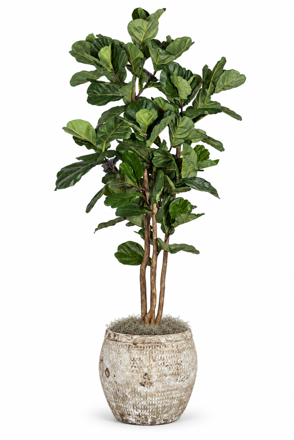 8' Fiddle Leaf Fig in Sable Planter | PC1401CN1436