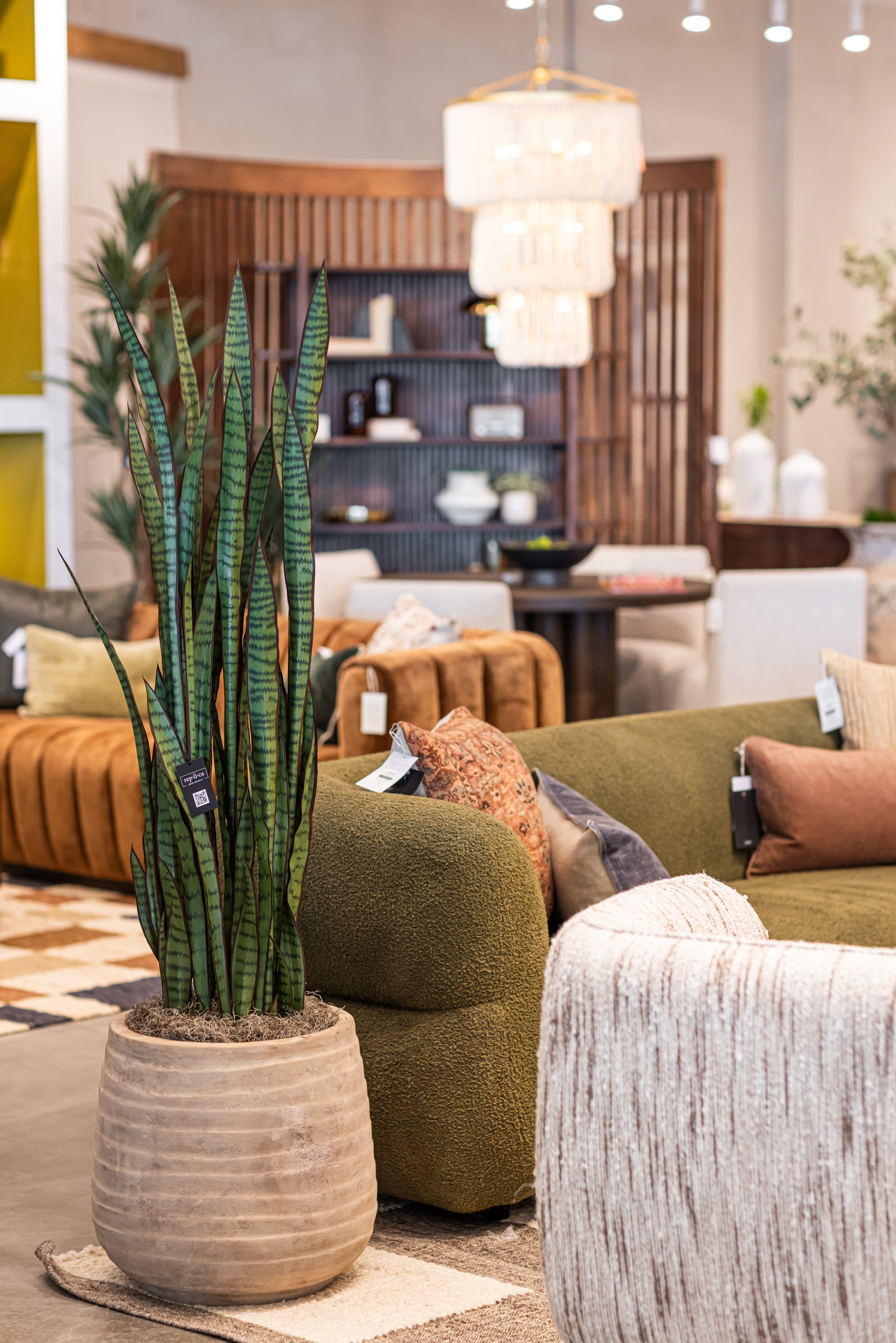 5’ Snake Plant-Red Tips FP1258