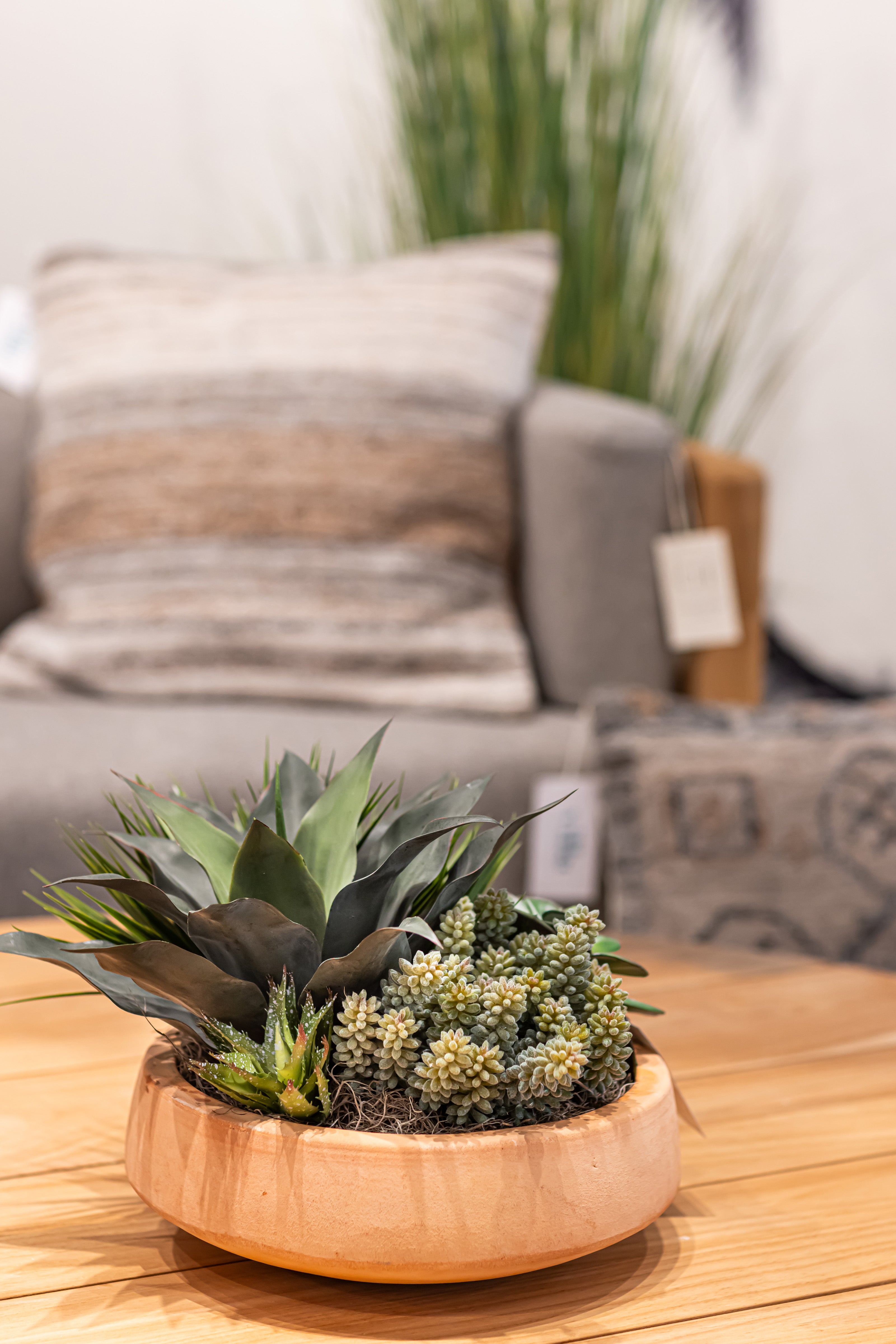 Mixed Succulent Arrangement in Terracotta Mack Bowl AR1374