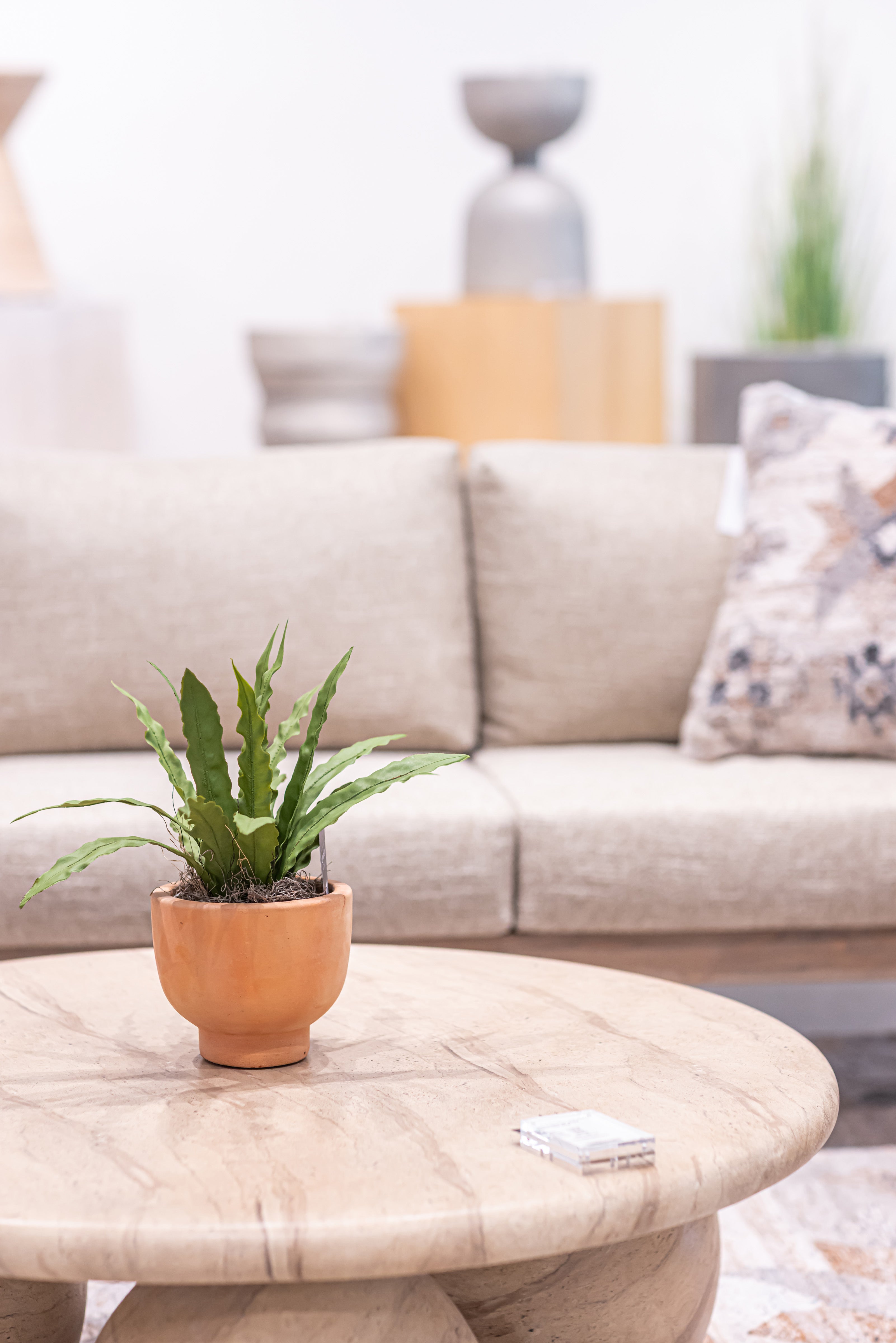 6" Terracotta Mack Compote with Bird's Nest Fern Arrangement AR1216