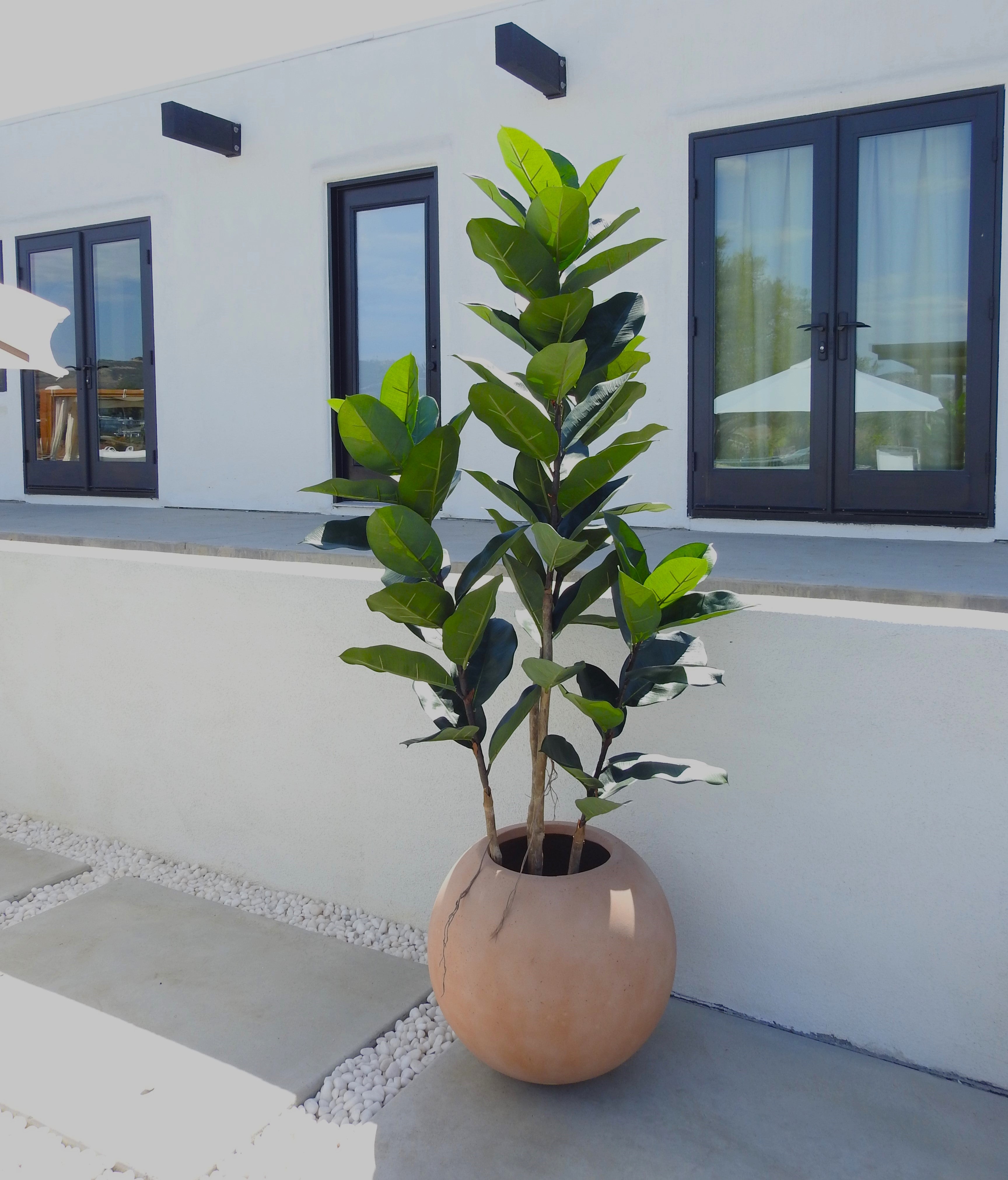 6’ Rubber Tree - UV Protected FP1306
