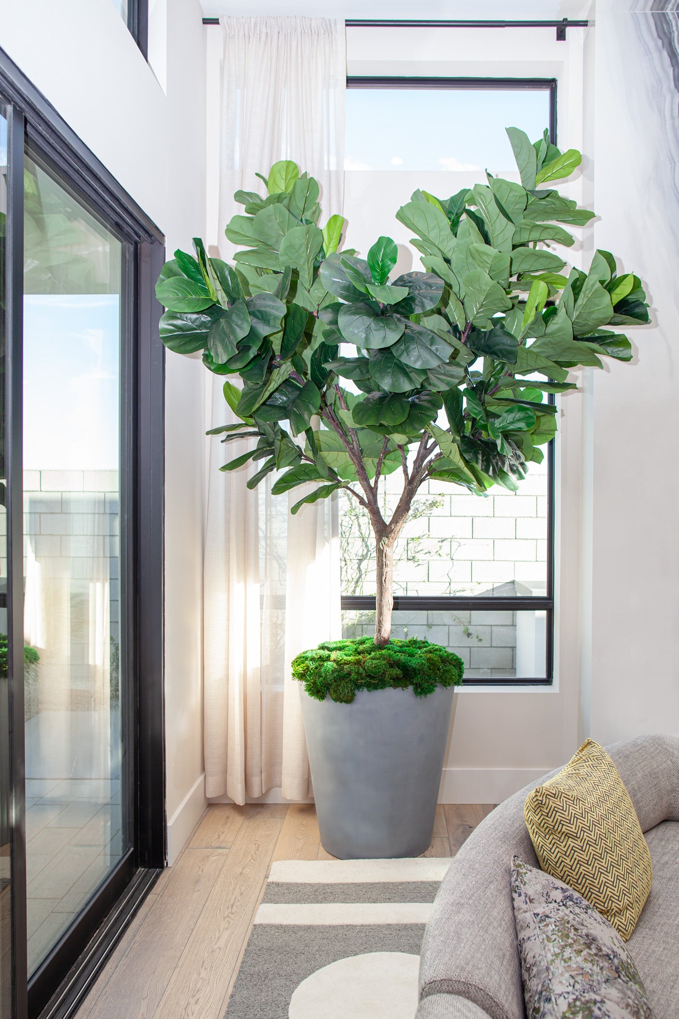 10' Fiddle Leaf Fig Tree FP1148