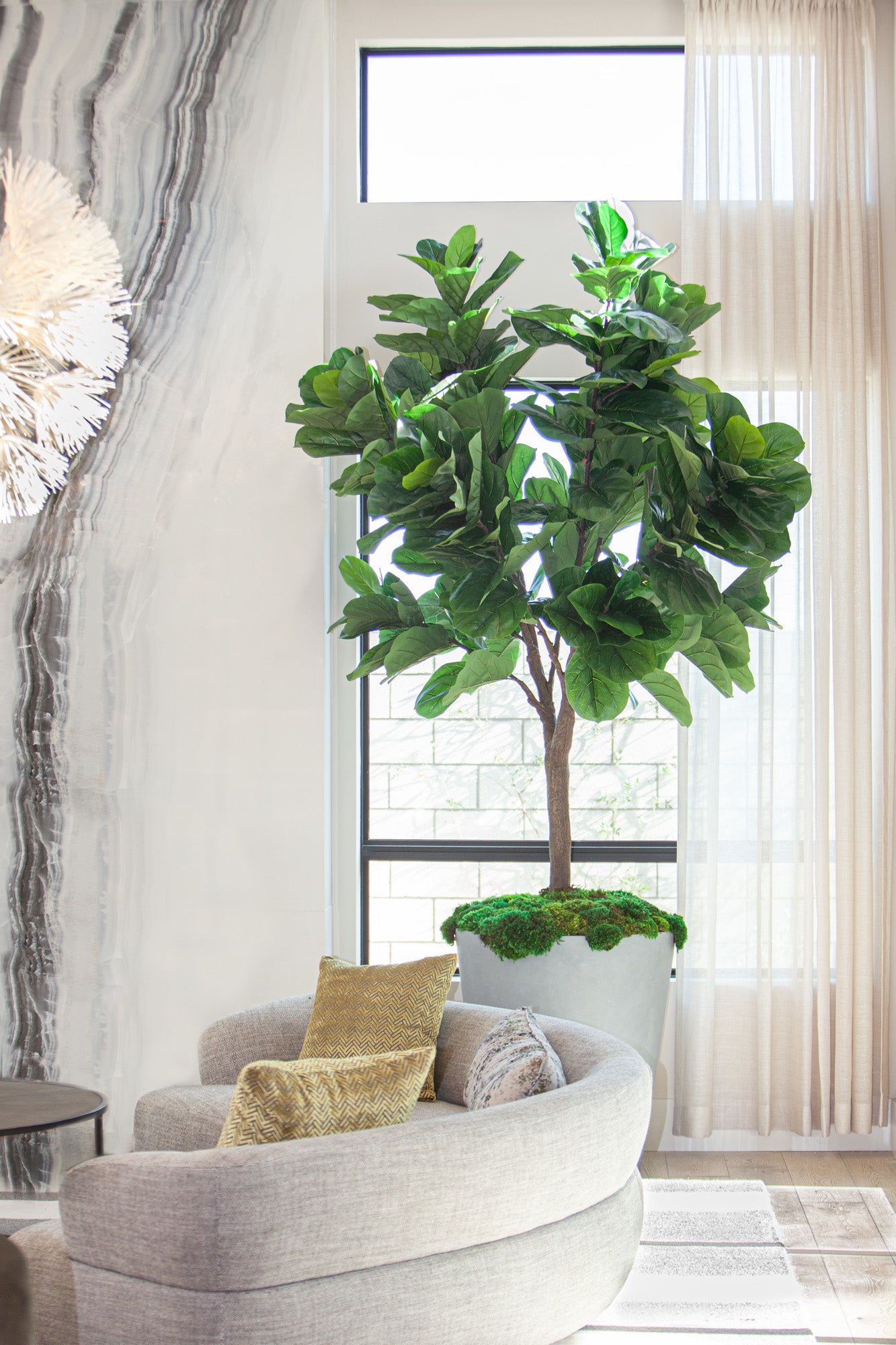 10' Fiddle Leaf Fig Tree FP1148