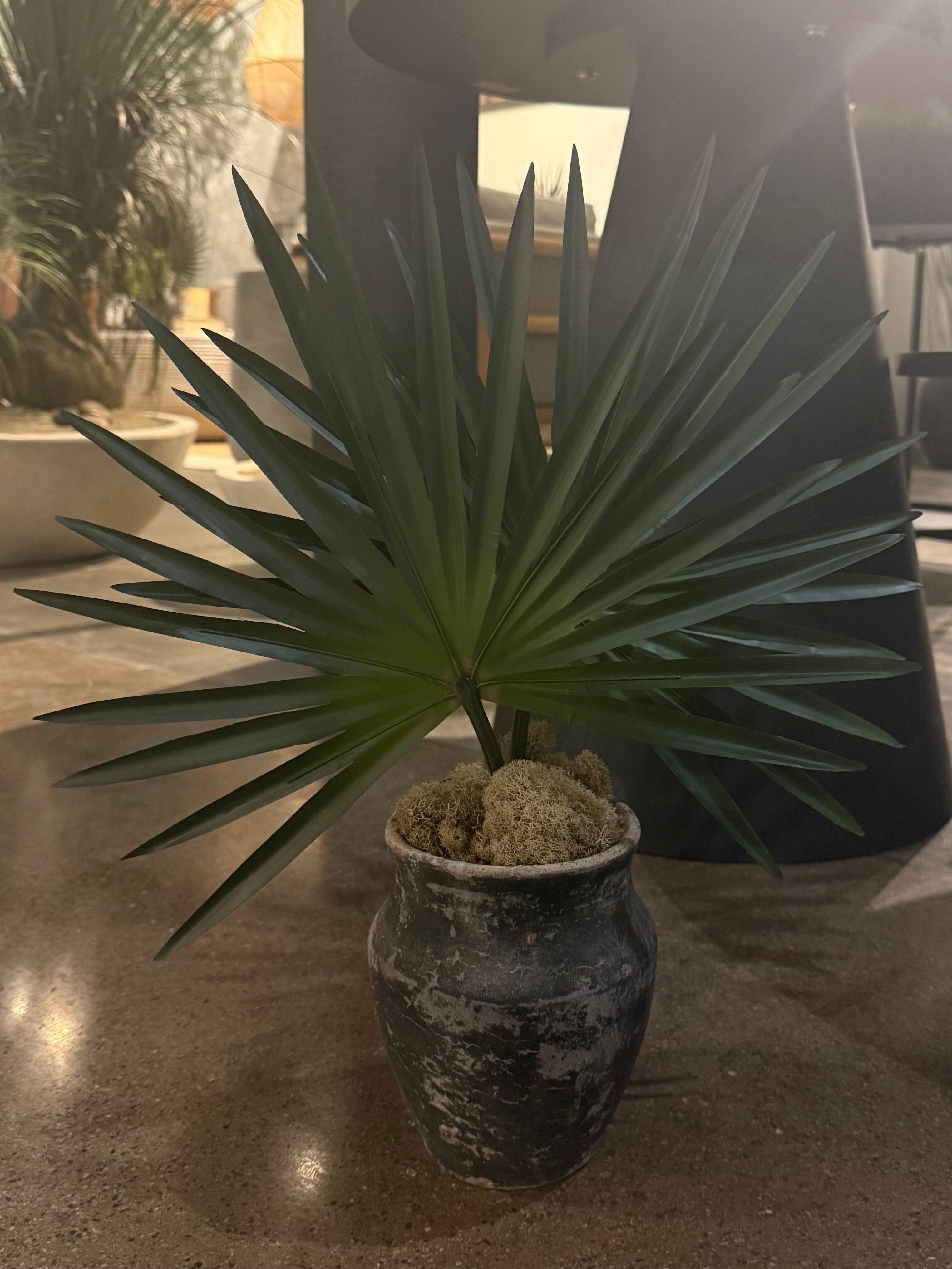 6" Titan Pot with Fan Palms AR1915