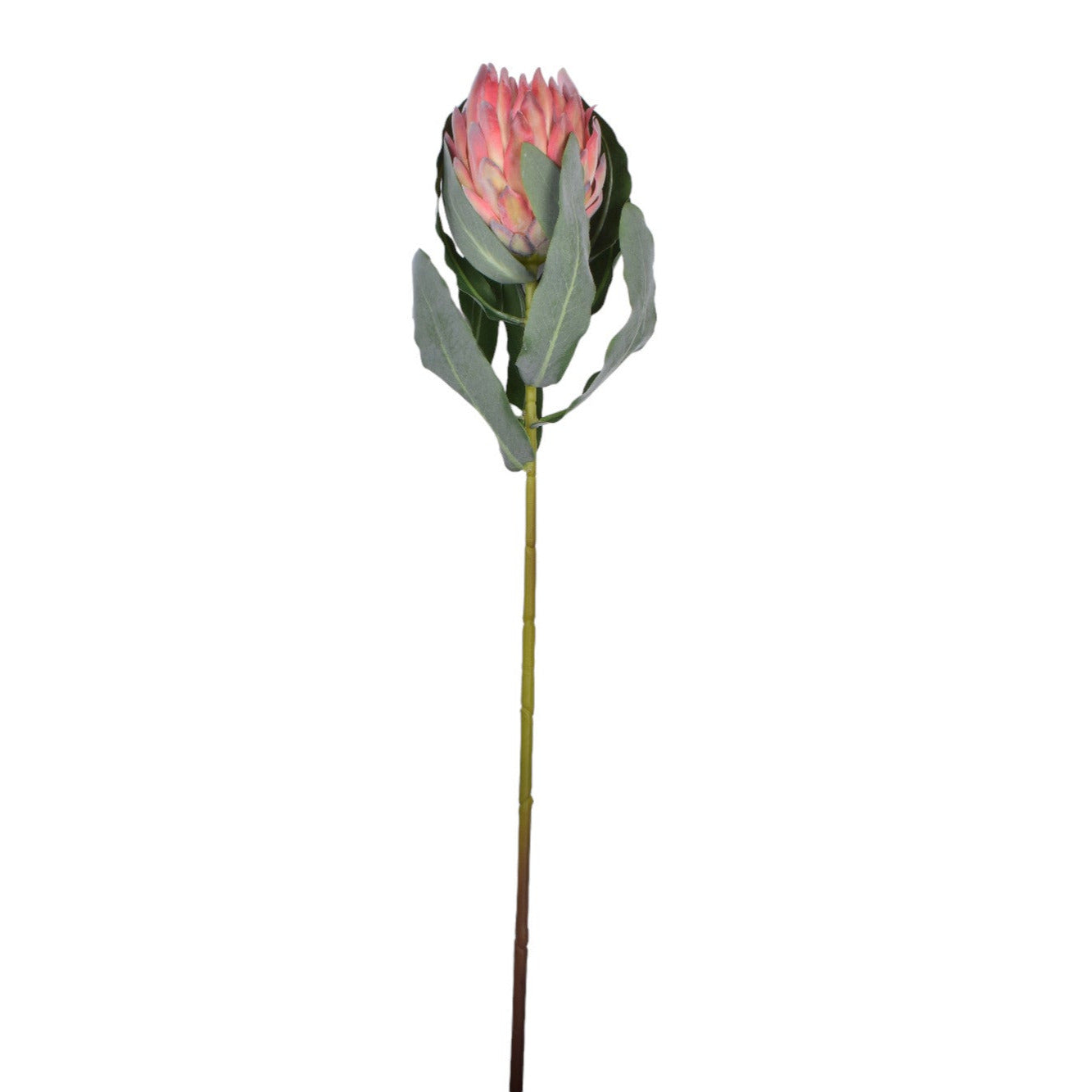 36" Queen Protea Stem-Orange FL1055