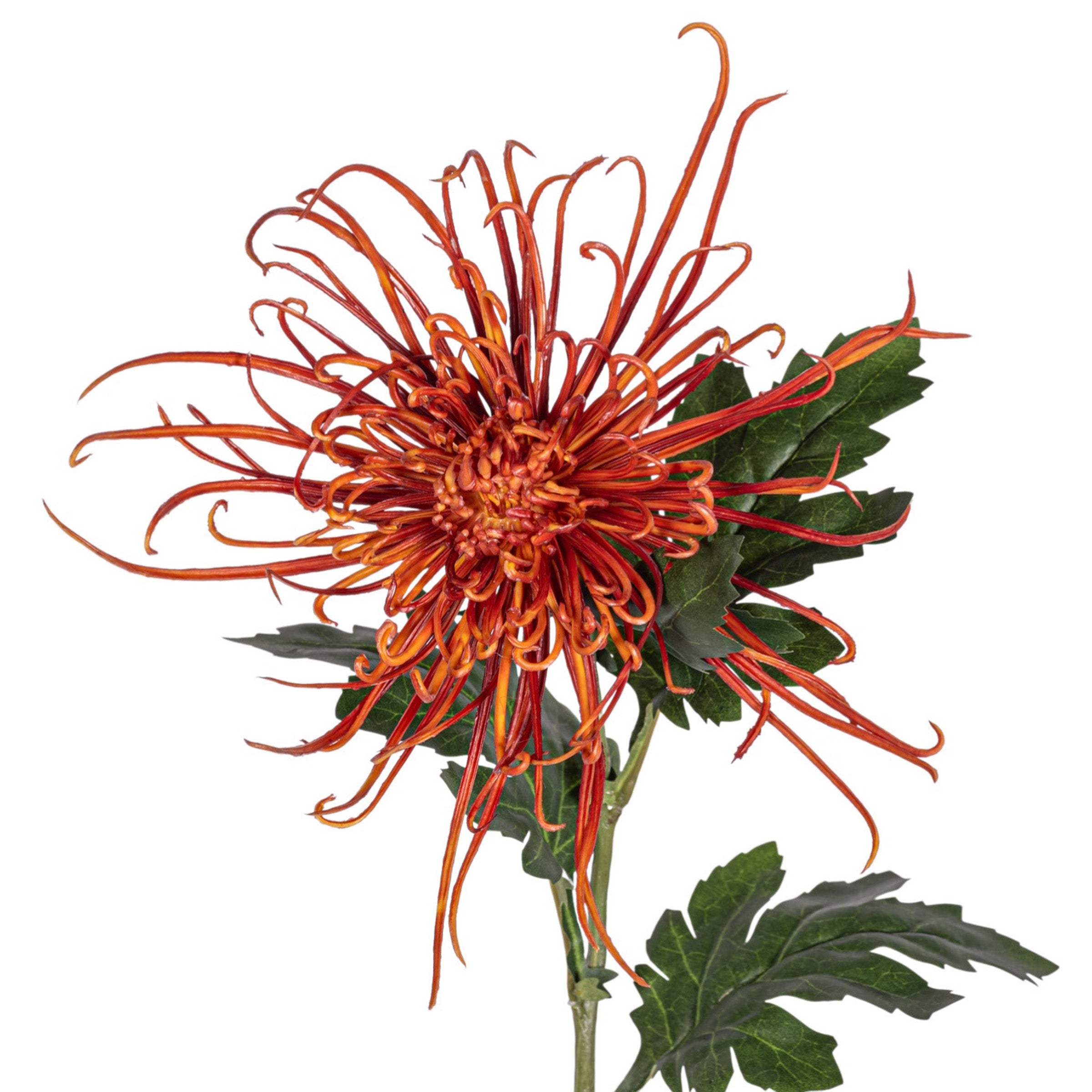 30" Spider Mum Stem - Red FL1064