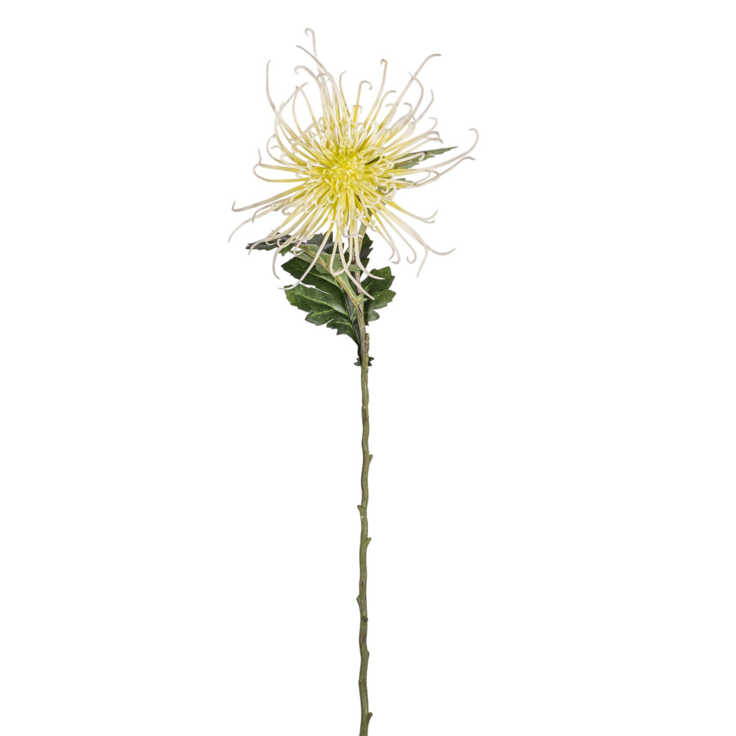 30" Spider Mum Stem - Light Green FL1067