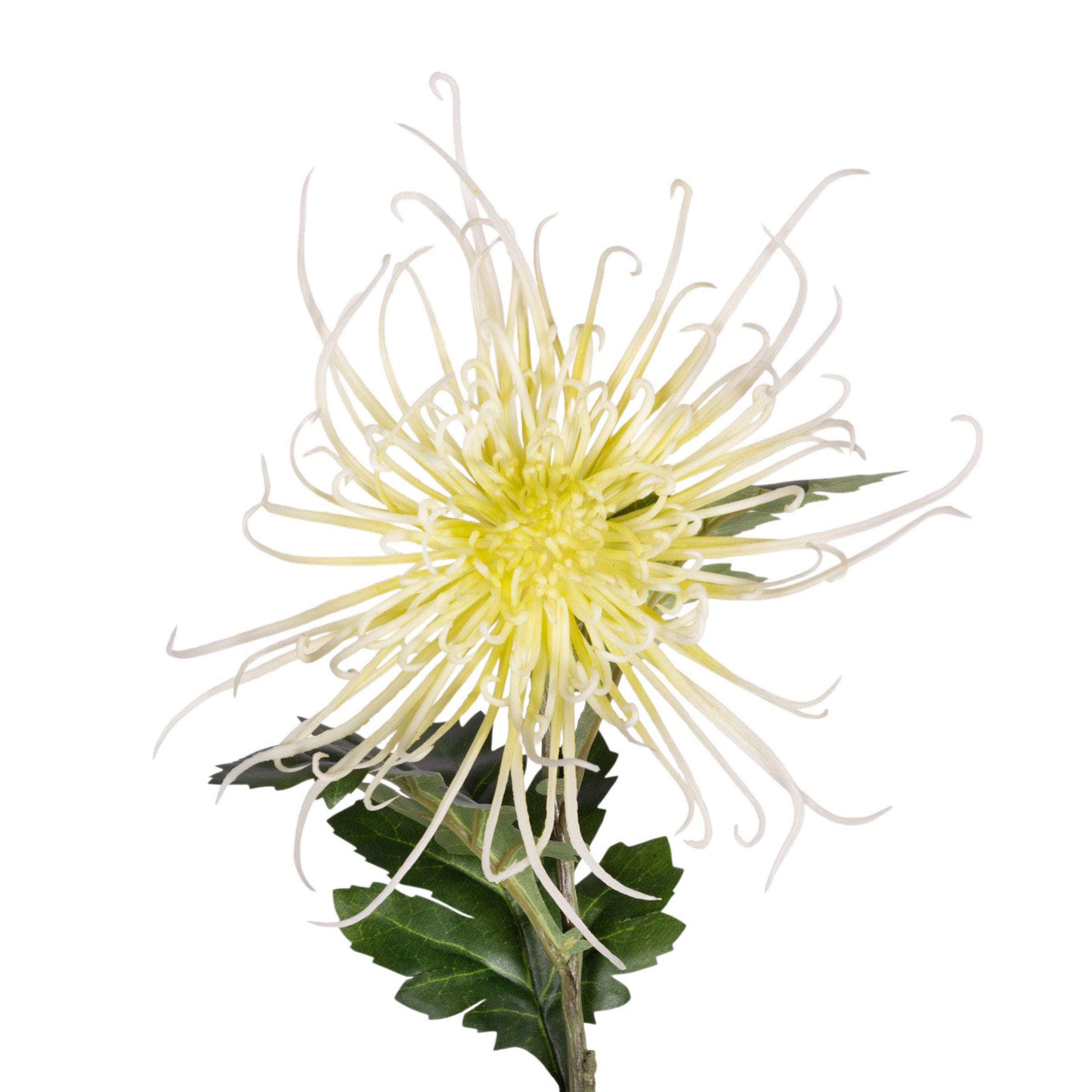 30" Spider Mum Stem - Light Green FL1067