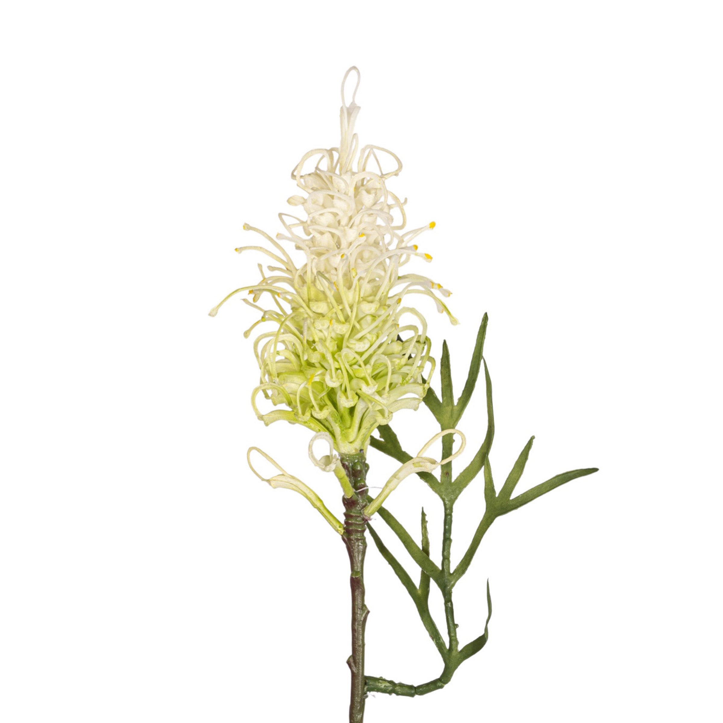 25" Grevillea Protea Stem FL1071